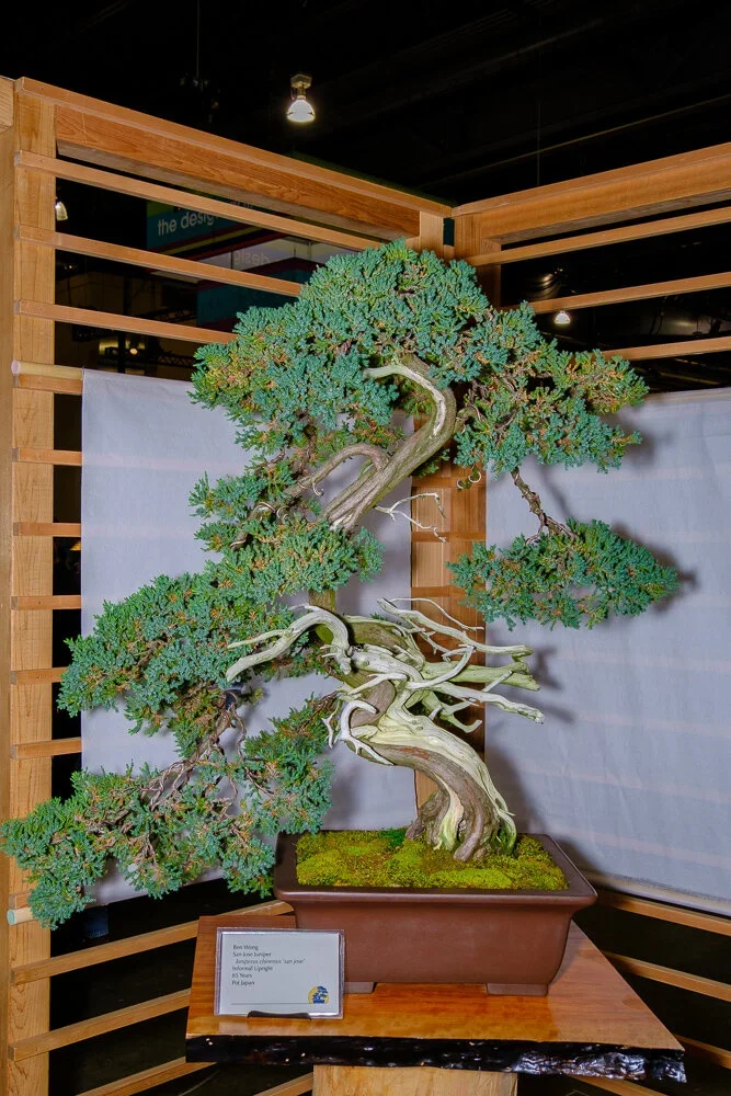 A large, twisted bonsai tree with lush green foliage displayed in a brown pot on a wooden table, set against a wooden lattice backdrop at an indoor exhibition.