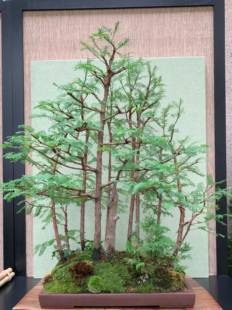 A bonsai tree in a rectangular pot on a wooden surface, with a background of a pink wall and a light green display board.