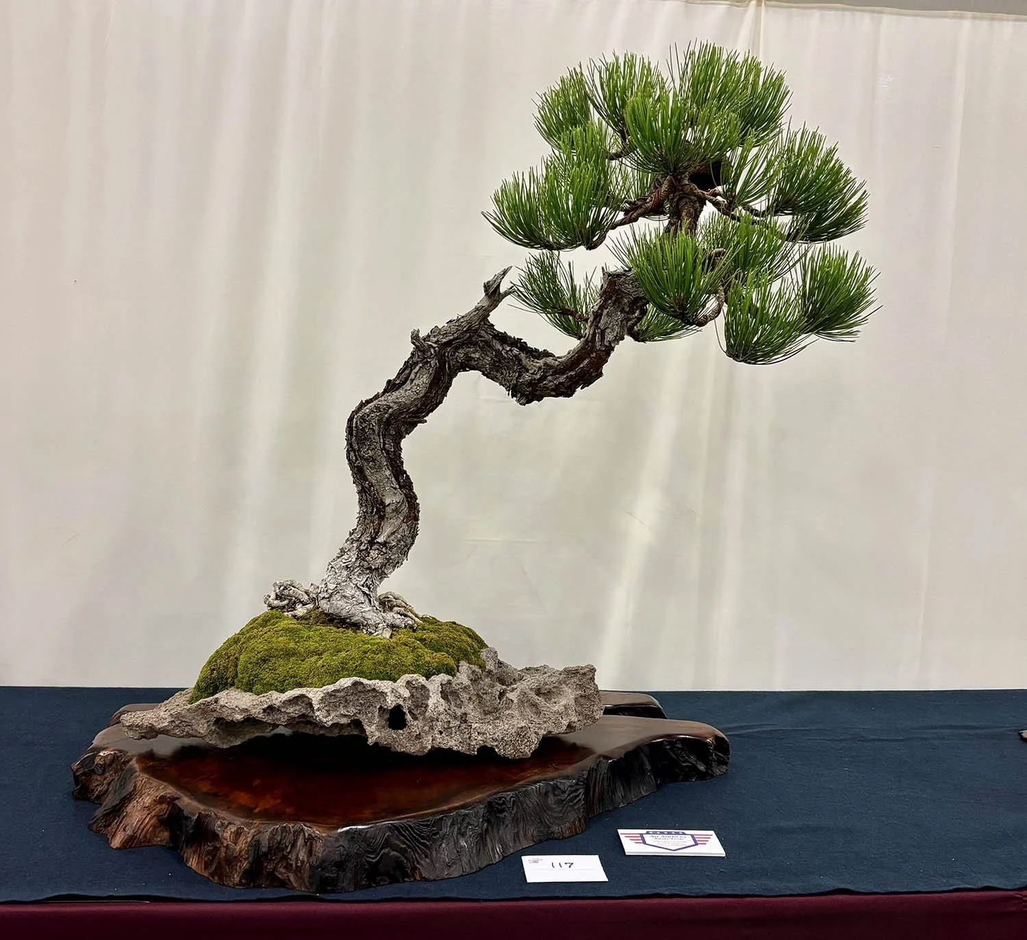 A bonsai tree with a twisted trunk on a wooden stand, with a moss-covered rock at its base and a plaque with the number 117 in front of it.