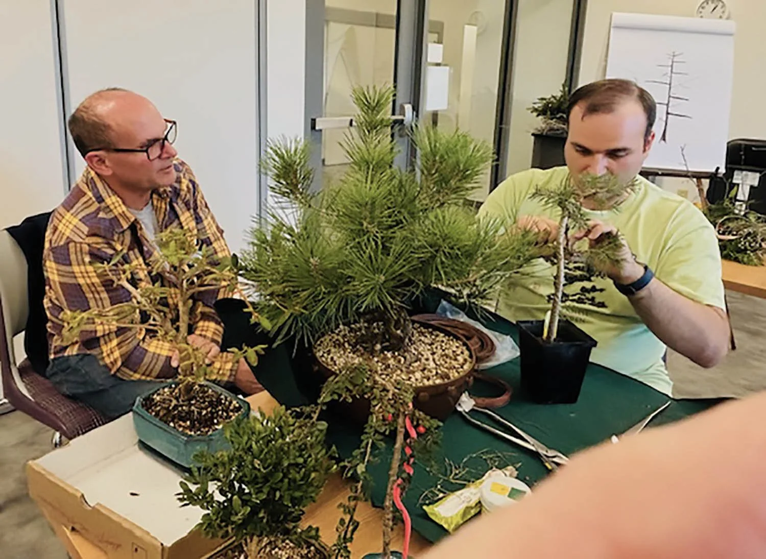 Two men sit at a table working on bonsai trees, with various potting supplies and other plants on the table, inside a room with glass doors and a whiteboard in the background.