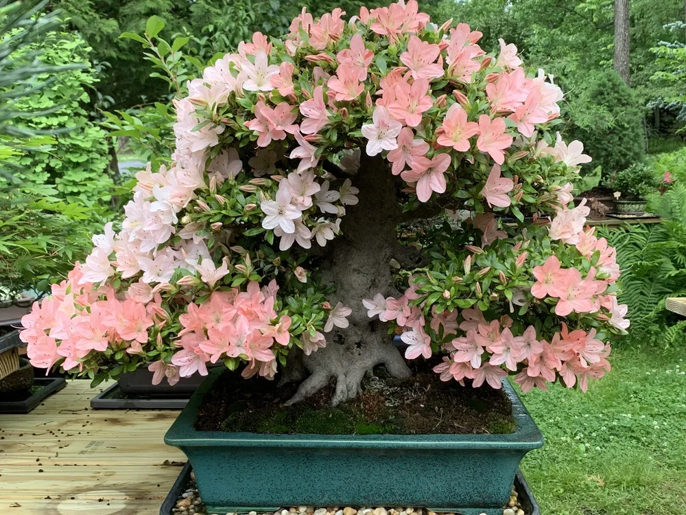 A bonsai tree with pink and white azalea flowers in bloom, planted in a rectangular green pot, placed outdoors in a garden setting.