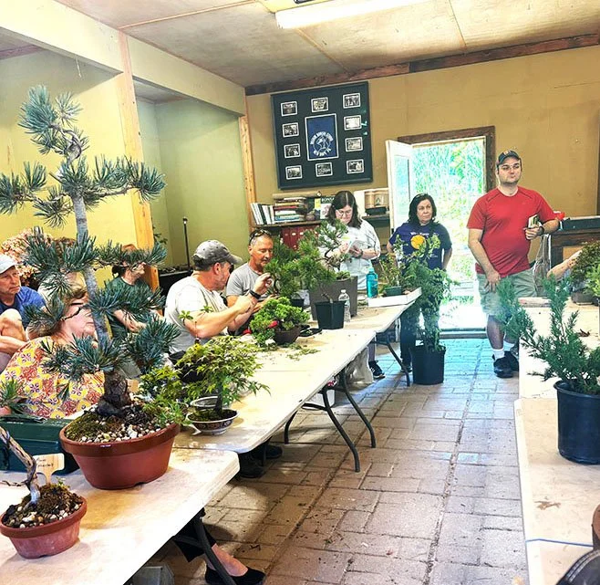 Group of people participating in a bonsai tree workshop in a rustic indoor space with potted bonsai trees on tables.