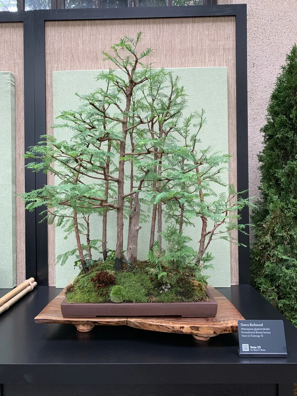 A small bonsai tree displayed on a wooden stand with a sign indicating it is a Dawn Redwood, a type of tree cultivated by the Pennsylvania Bonsai Society, with a note encouraging voting for best in show.