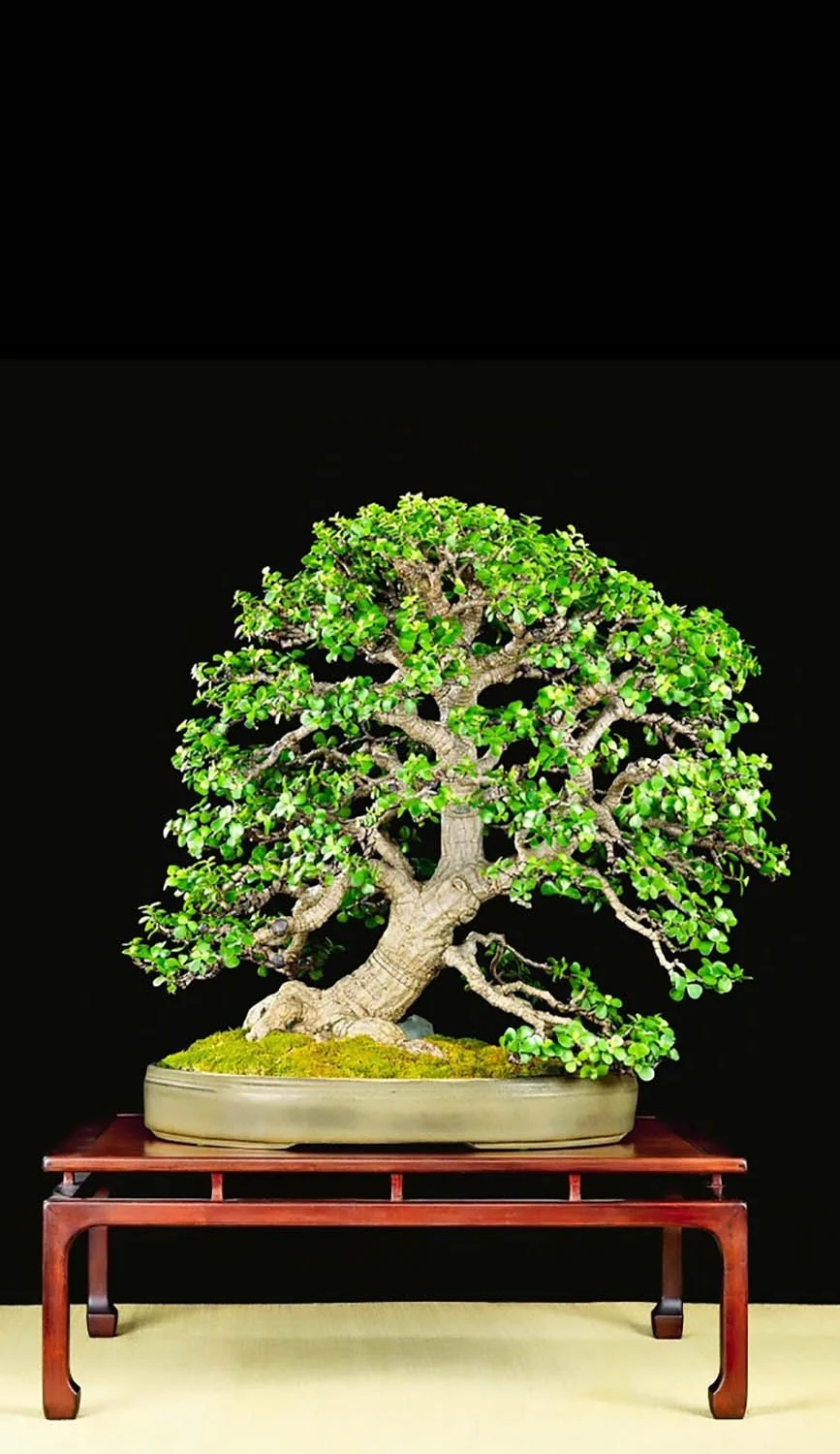 A well-shaped bonsai tree with lush green leaves in a shallow oval pot, placed on a wooden stand against a black background.