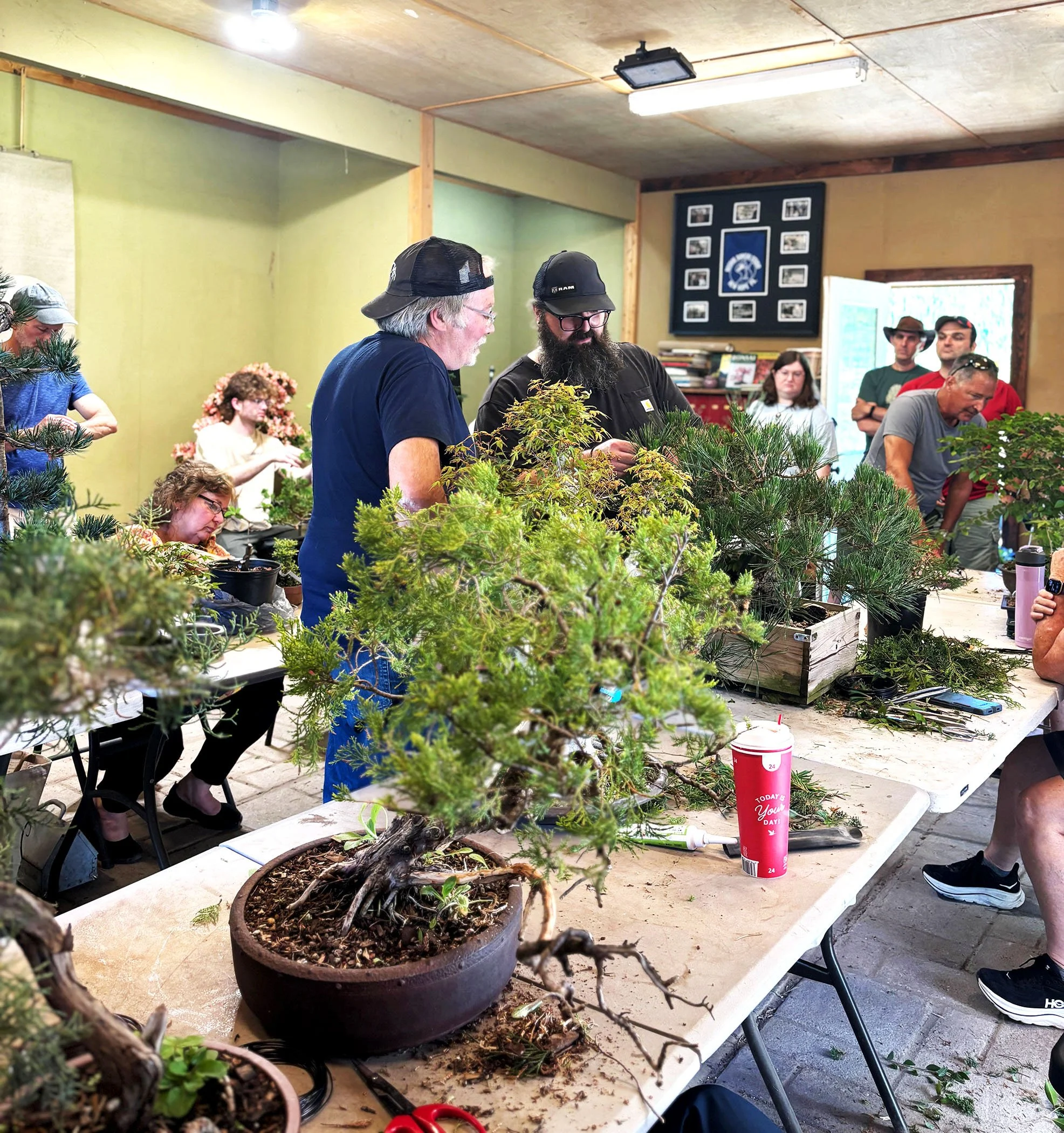 People gathered around a table working on various houseplants, with a large potted bonsai tree in the foreground. The room has green walls and a wooden ceiling with bright lighting.