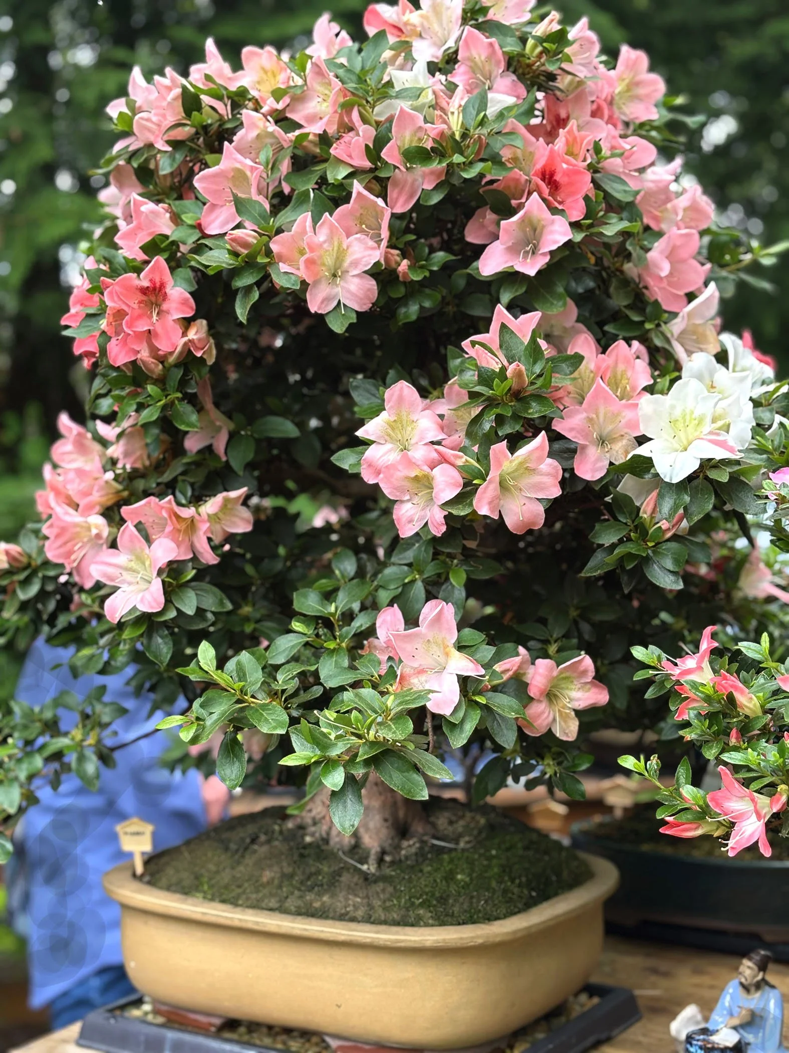 A Satski Azalea bonsai tree with pink and white flowers in a round beige pot.