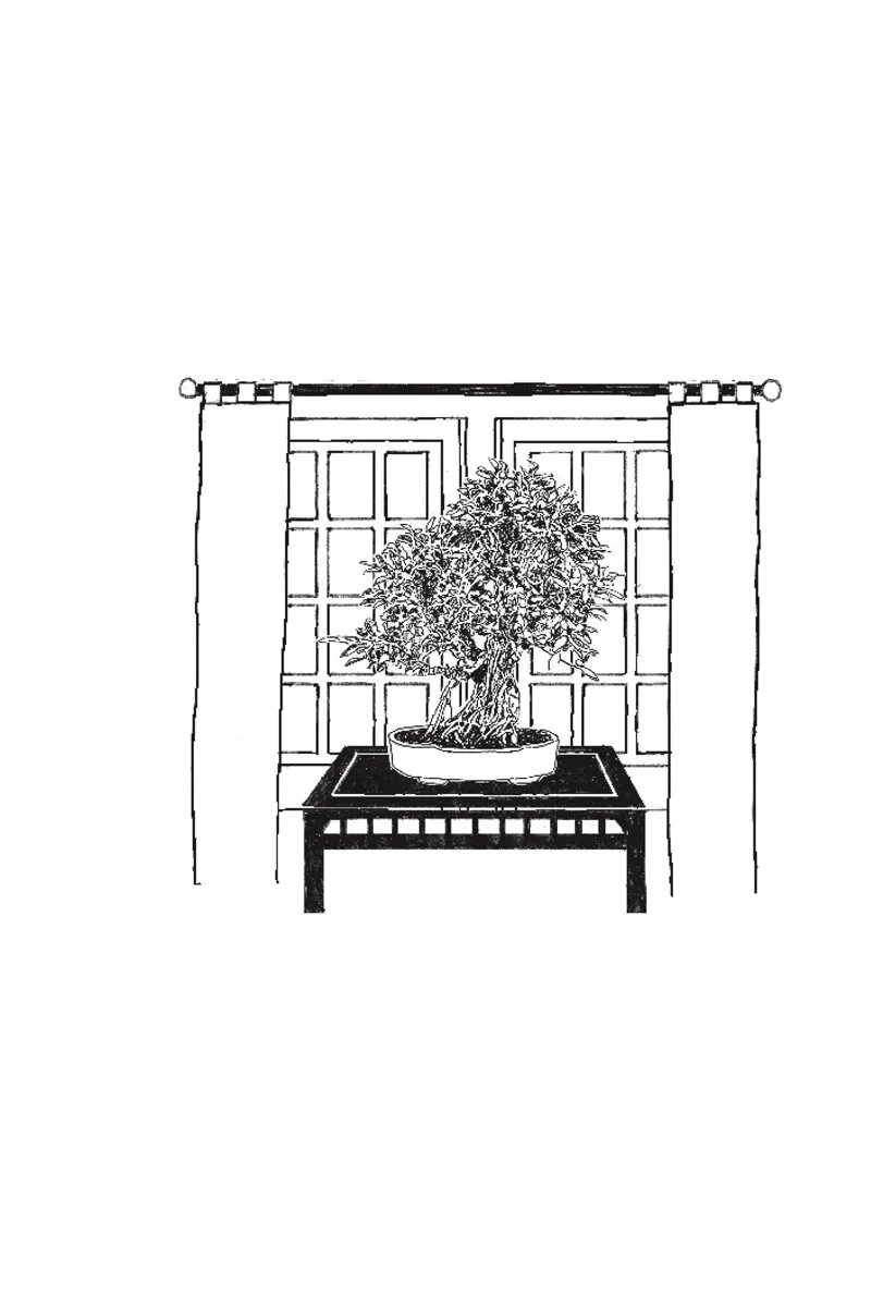 Black and white sketch of a potted bonsai tree on a table in front of a window with curtains.