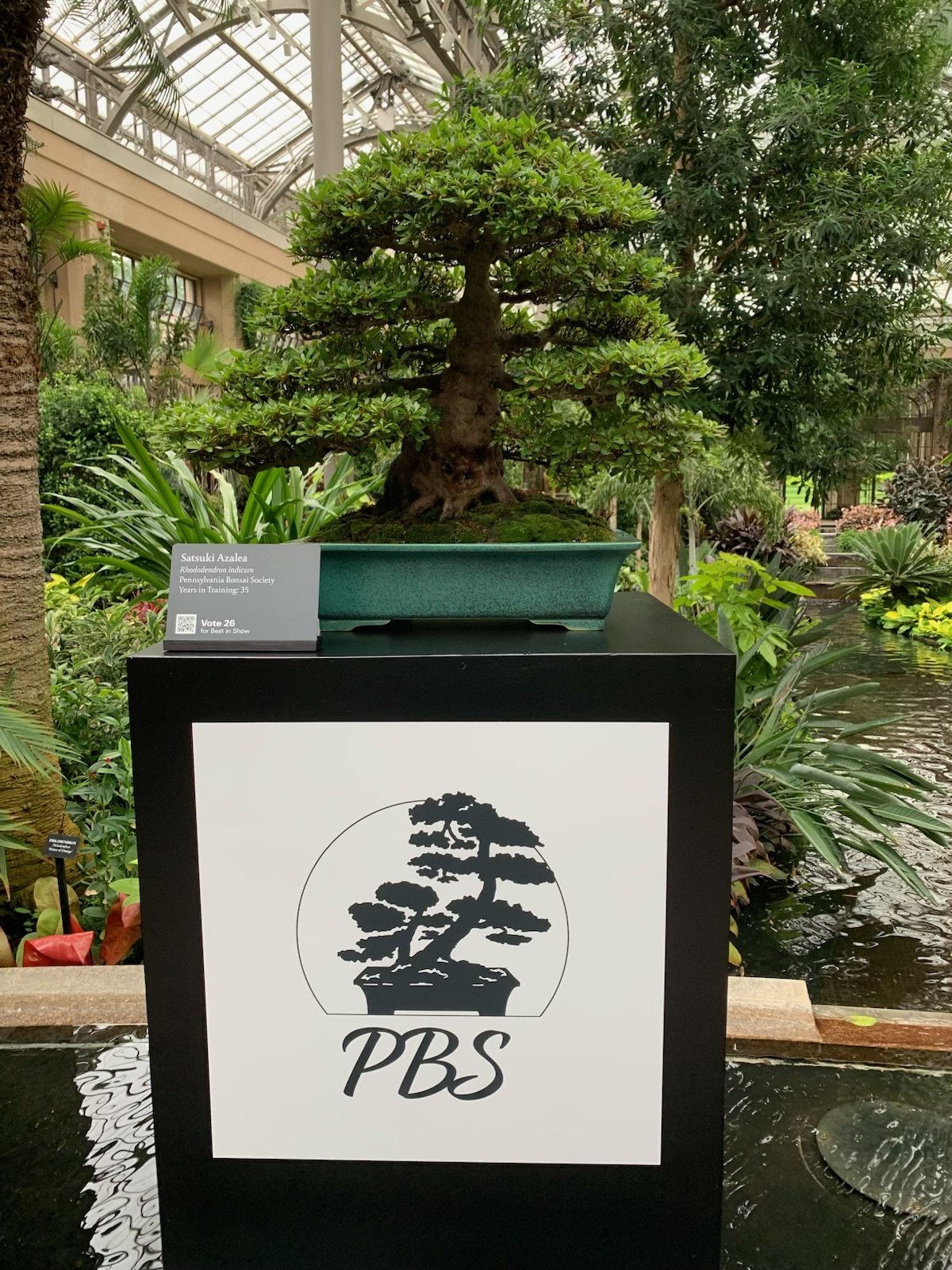 A display of a bonsai tree in a green rectangular pot placed on a black pedestal. The pedestal has a large white sign with a black bonsai logo and the letters "PBS." There is a small card next to the bonsai with details including the species "Satsuki