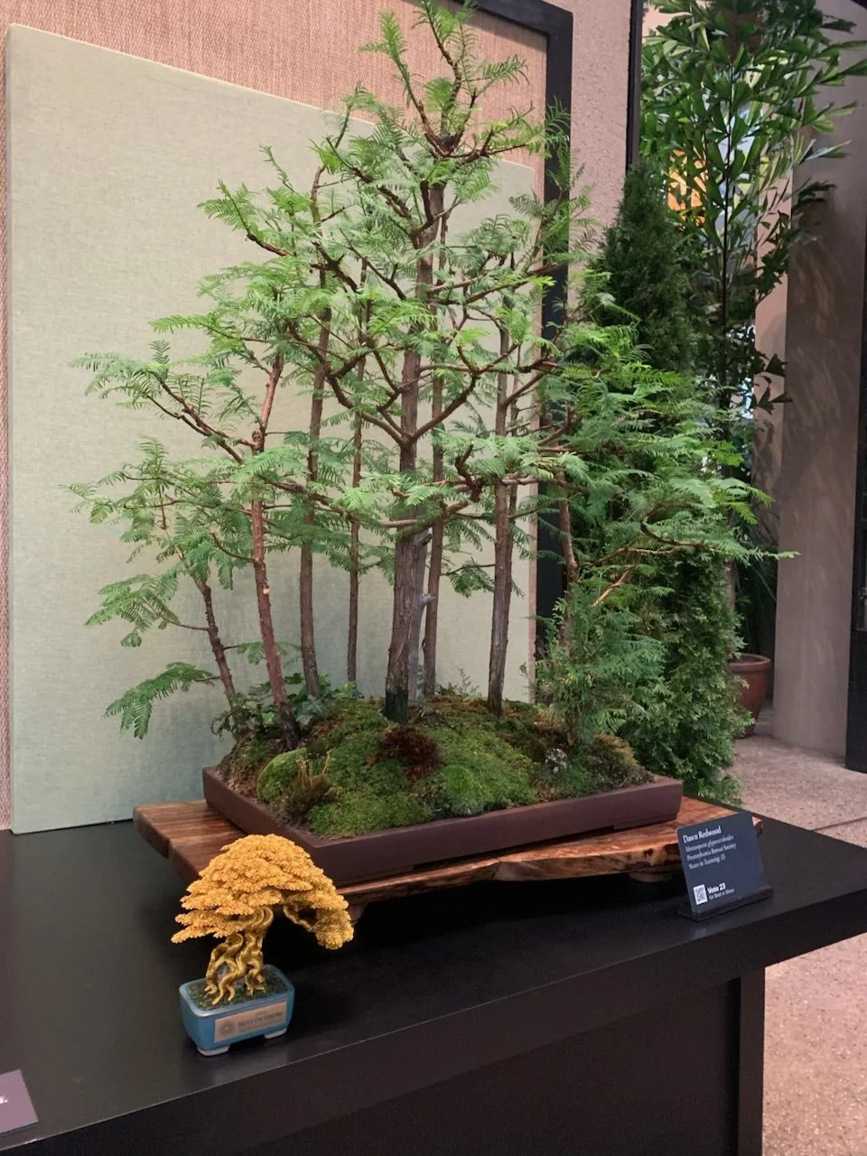 Miniature bonsai trees display on a black table, including a small tree with curly, golden foliage in a teal container and a large, lush green tree with multiple slender trunks in a rectangular planter, set against a beige and gray background.