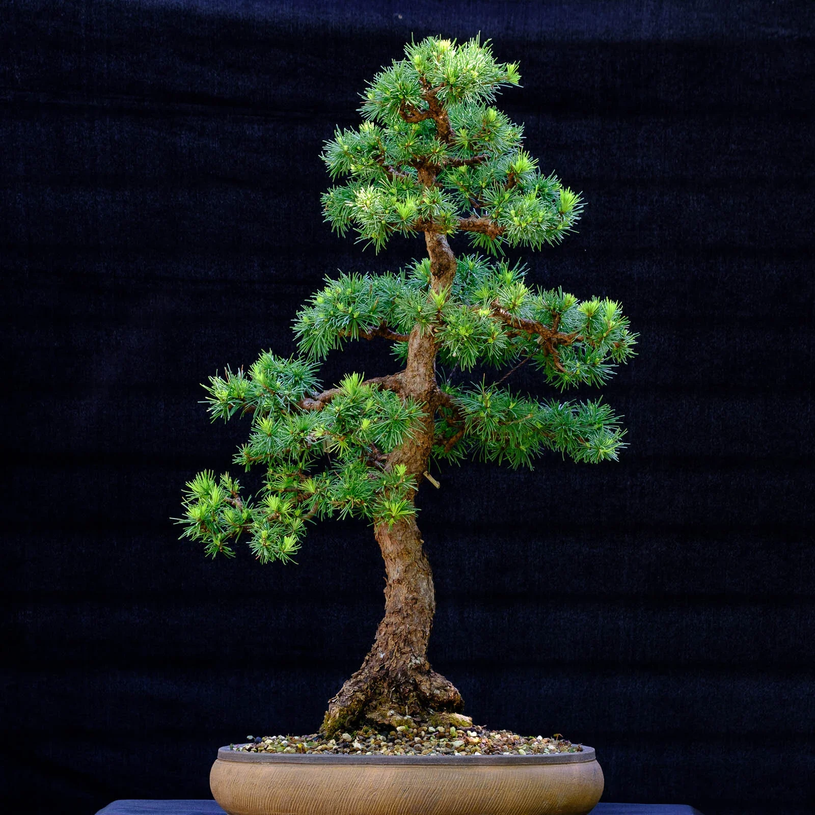 A small, stylized bonsai tree with a twisted trunk and lush green foliage, planted in a shallow round pot against a black background.
