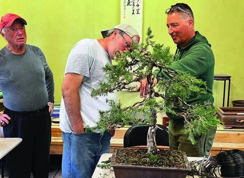 Three men observe a bonsai tree on a table in a room with green walls and Asian-style decorations.