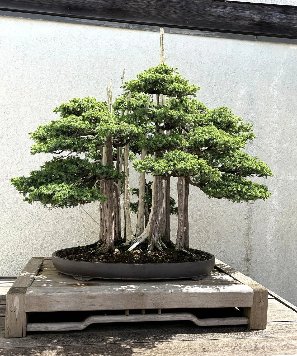 A bonsai tree with twisted trunks and lush green foliage is in a shallow, oval pot on a wooden table, against a plain wall background.