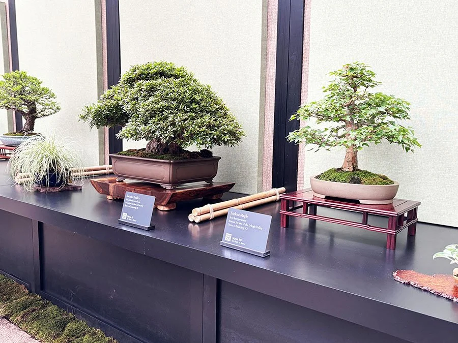 Three bonsai trees displayed on a black table with informational plaques in front of each tree.