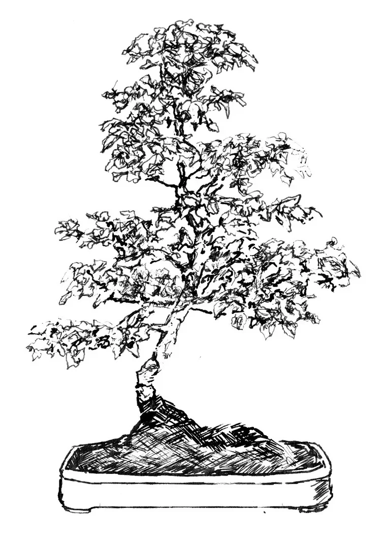 Black and white sketch of a bonsai tree in a rectangular pot.