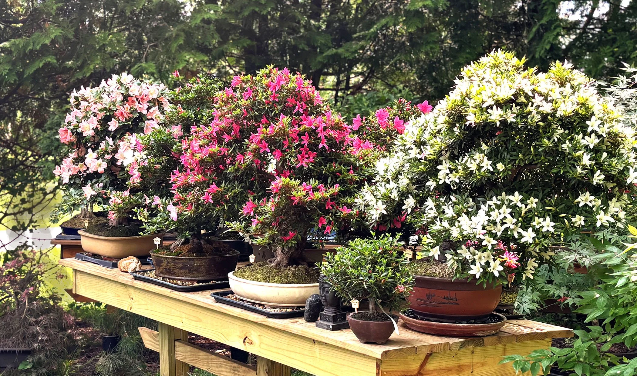 A display of various potted flowering plants on a wooden table outdoors, with green trees and foliage in the background.
