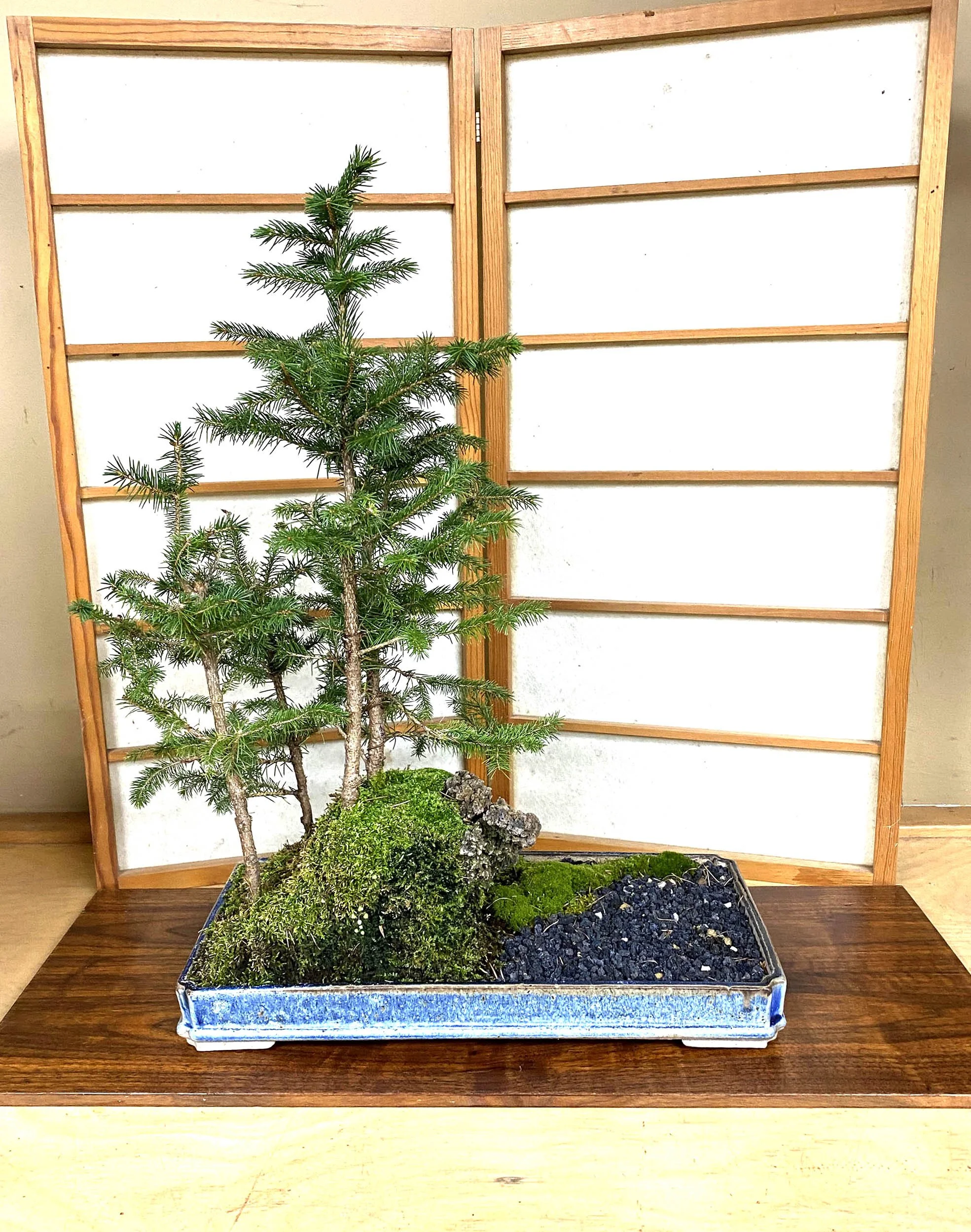 A small pine tree in a rectangular tray with green moss and rocks, positioned in front of a wooden frame with white panels.
