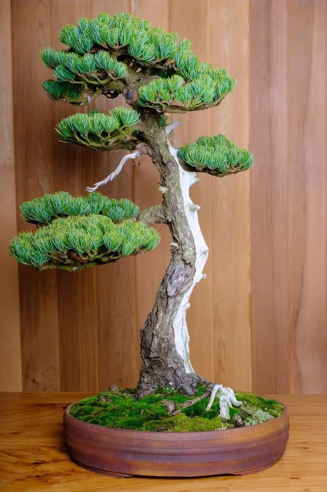 A bonsai tree with lush green foliage on a wooden surface against a wooden-paneled background.