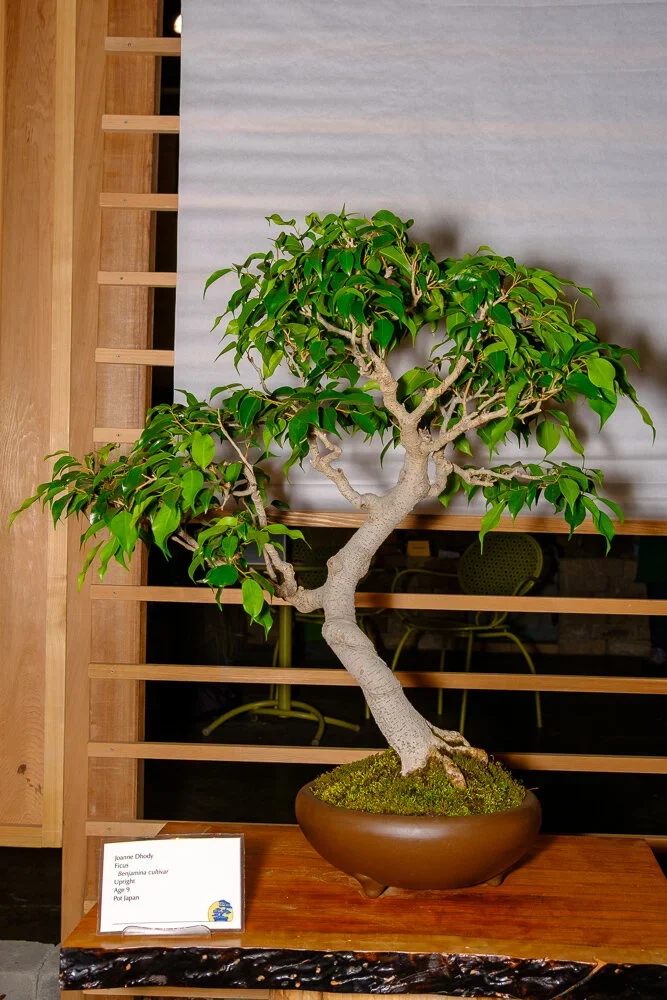 A bonsai tree with a twisted trunk and lush green leaves in a round brown pot, displayed on a wooden table.