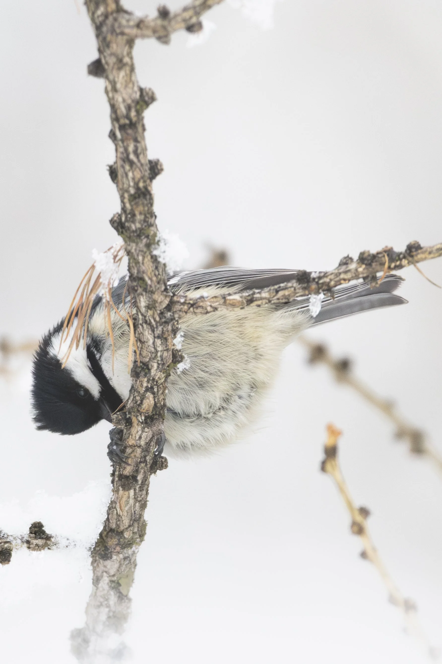 3C3A3645-Avec accentuation-Bruit.jpg