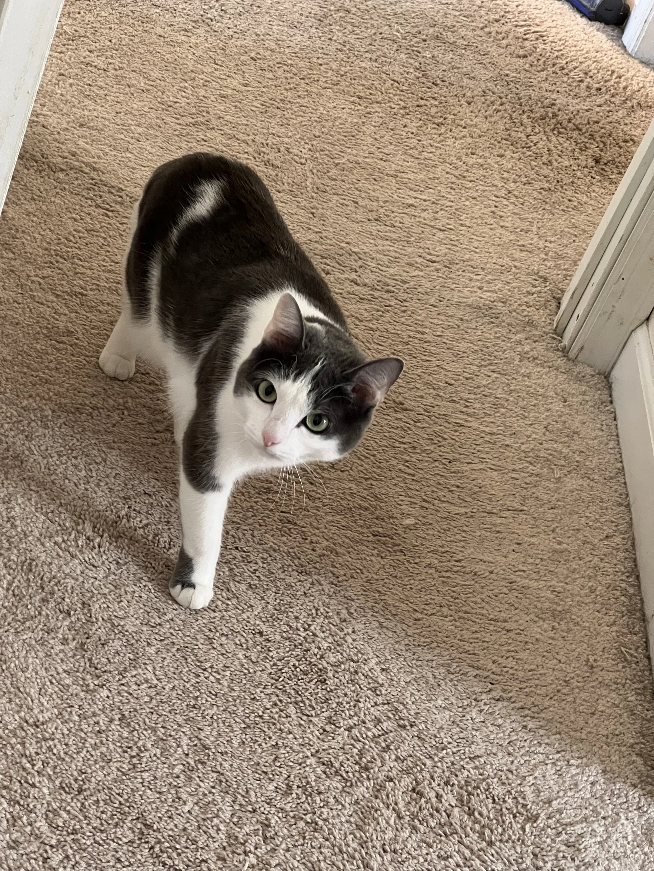 A gray and white cat looking up on a beige carpeted floor.