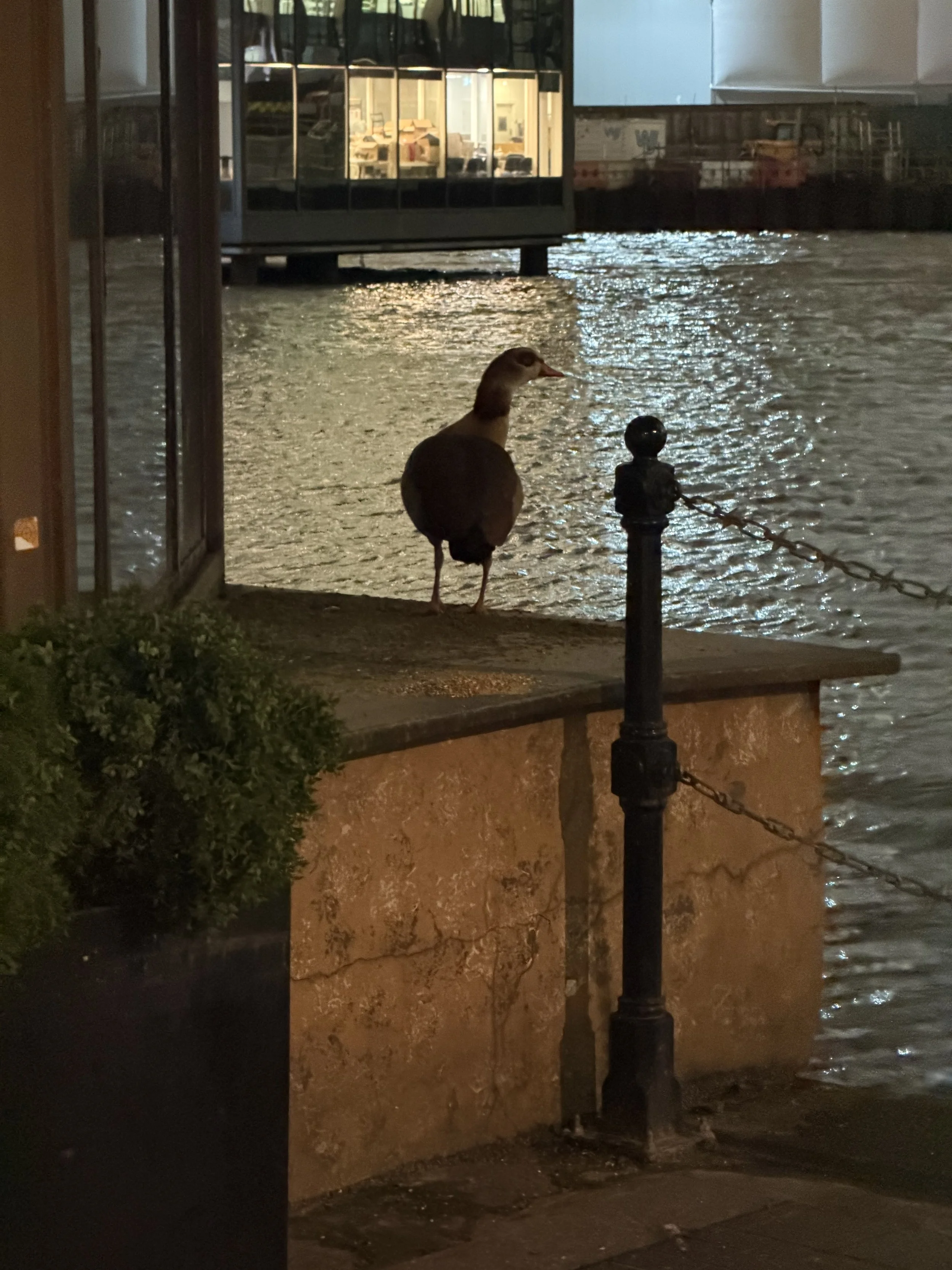 A duck standing on a sidewalk near the water, with a chain barrier, in a nighttime scene by a river or canal, reflecting city lights.