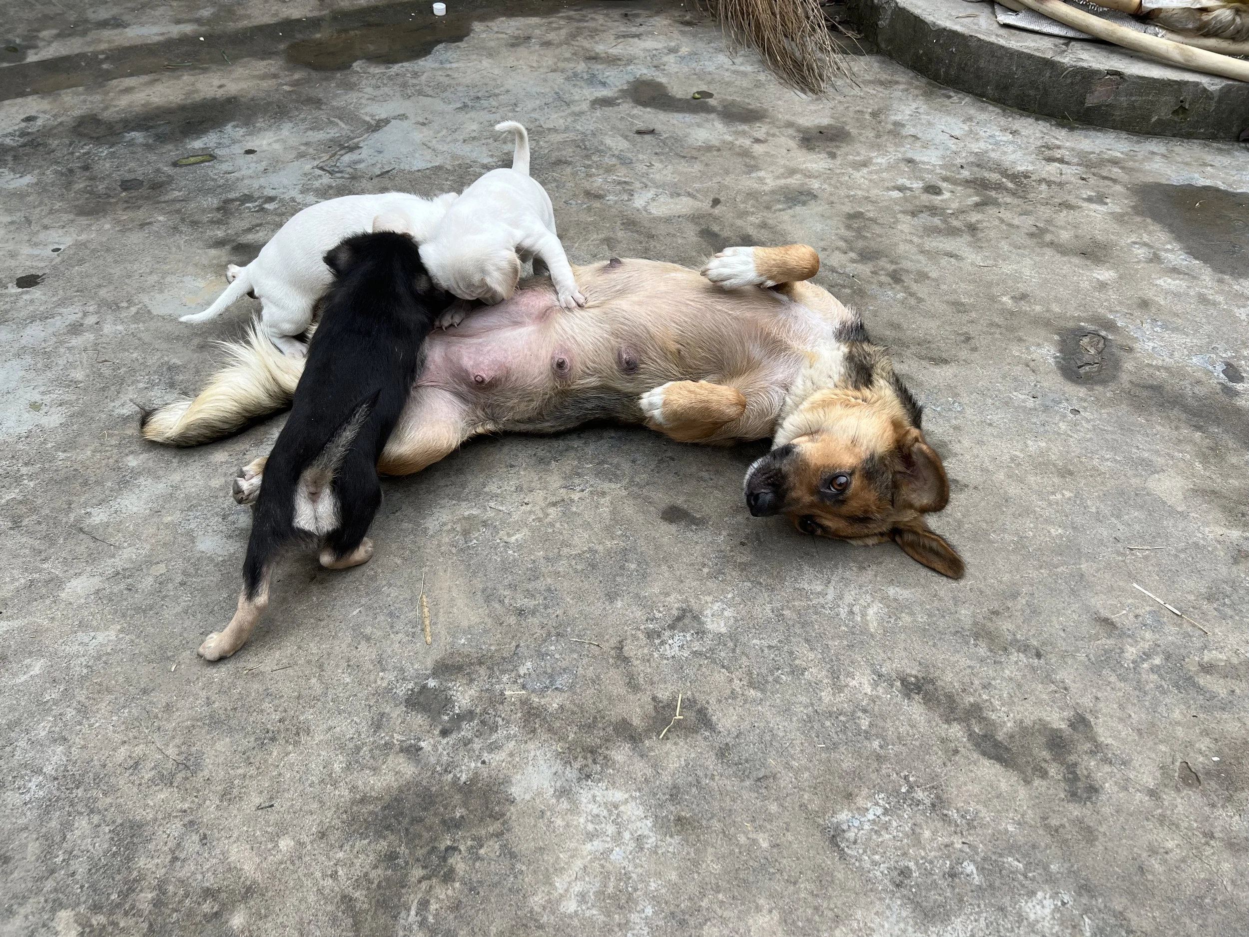 A dog lying on its back on a concrete surface with three puppies nursing.