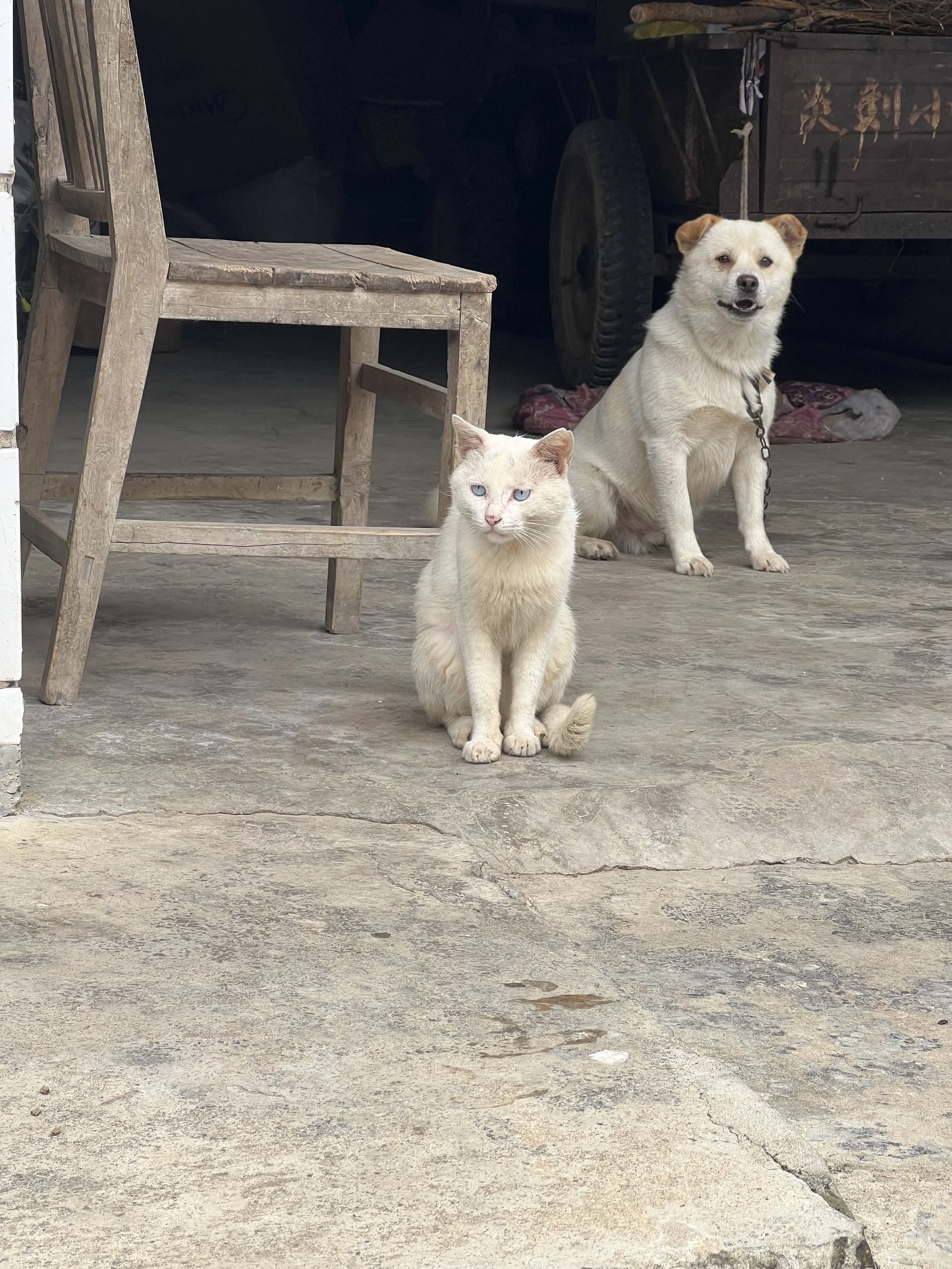 A white cat with blue eyes and a happy dog sitting on a concrete floor near rustic wooden furniture and a cart in the background.