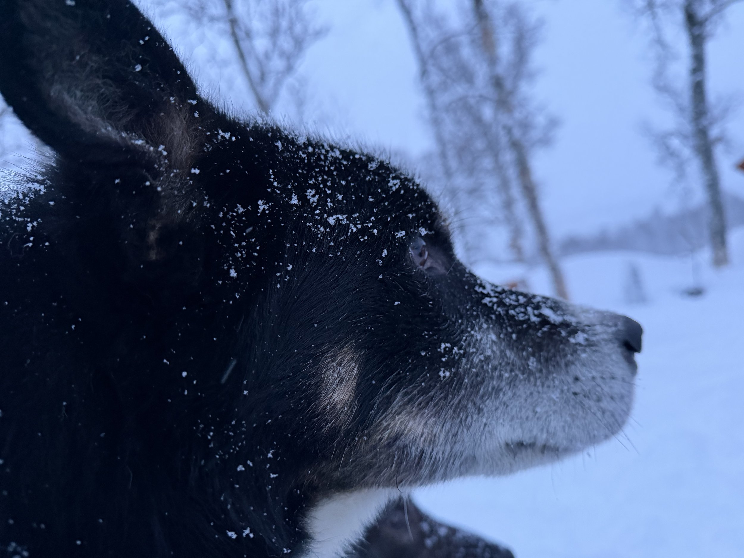 Close-up of a black animal's fur with snowflakes on it, with blurred trees and sky in the background.