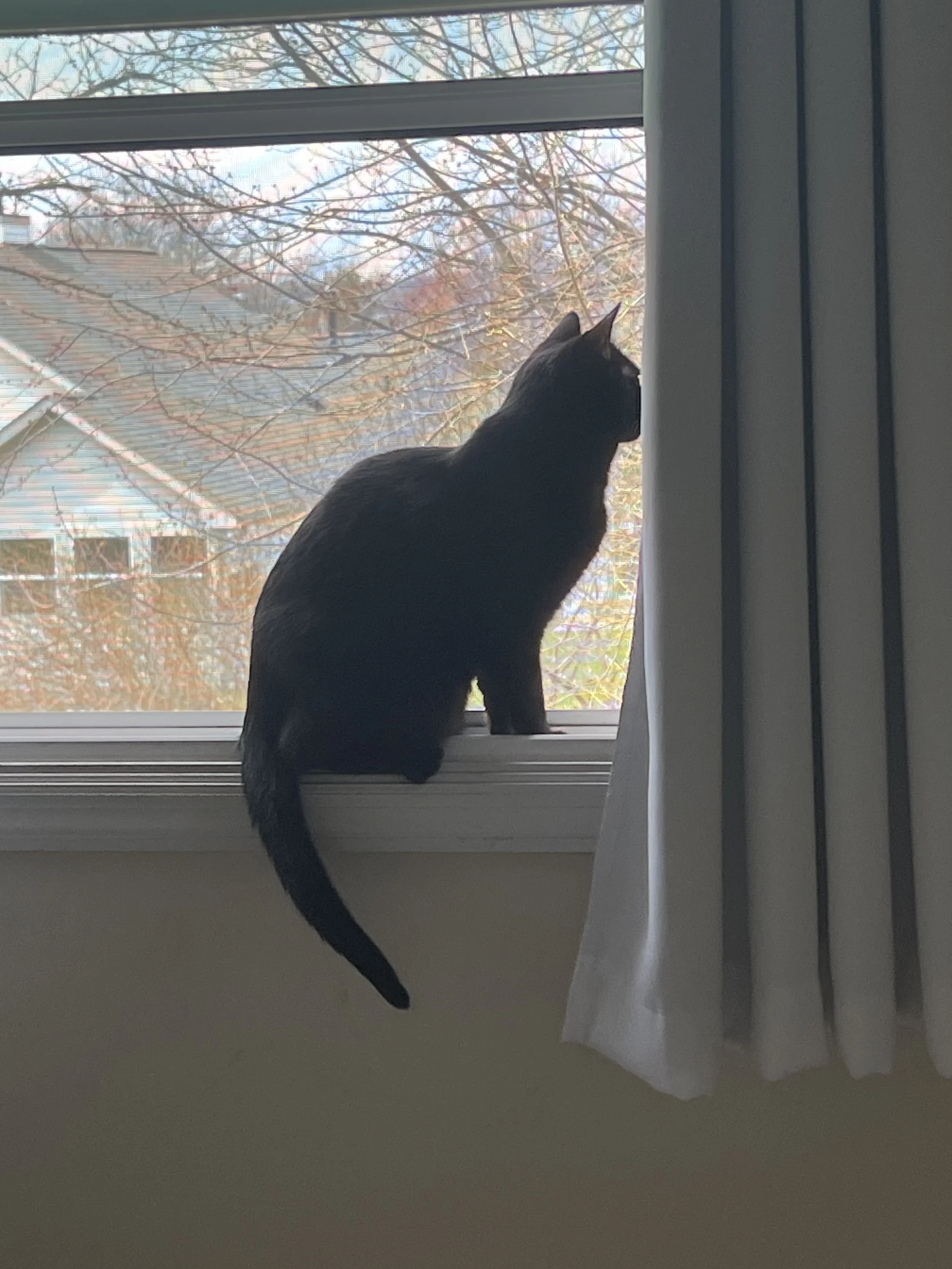 A black cat sitting on a windowsill looking outside through a window with a white curtain to the right. Outside visible are tree branches and rooftops under a partly cloudy sky.