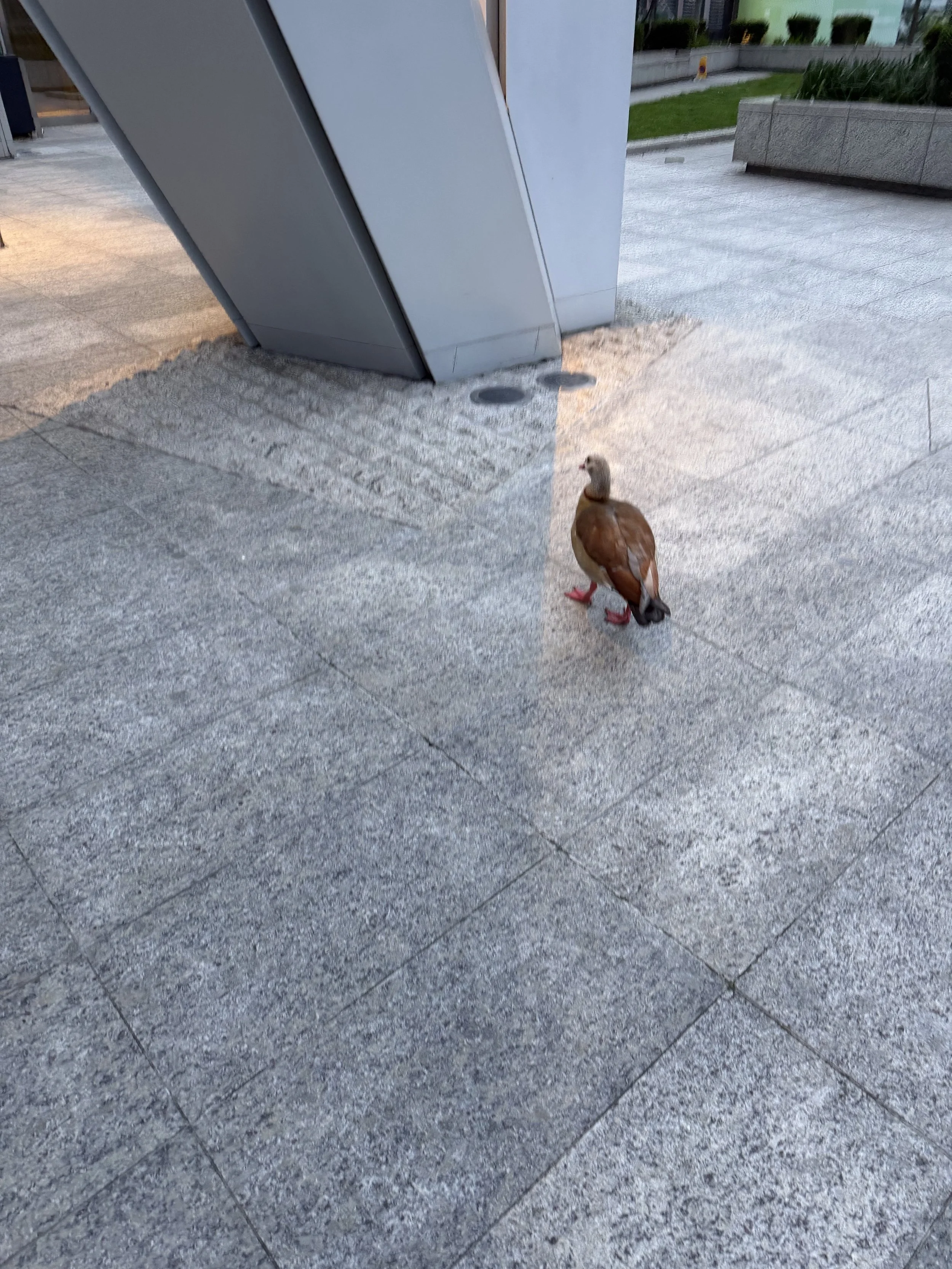 A brown and white duck standing on gray stone pavement near a gray metal structure outdoors during dusk or evening.