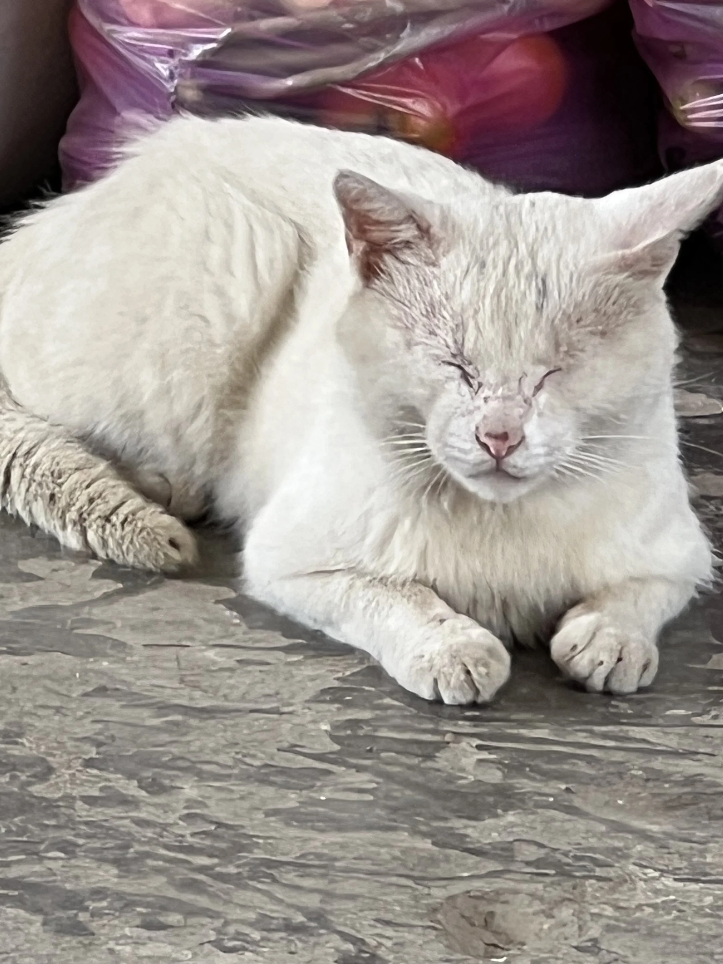 A white cat sleeping on a wooden surface with purple and red plastic bags behind it.