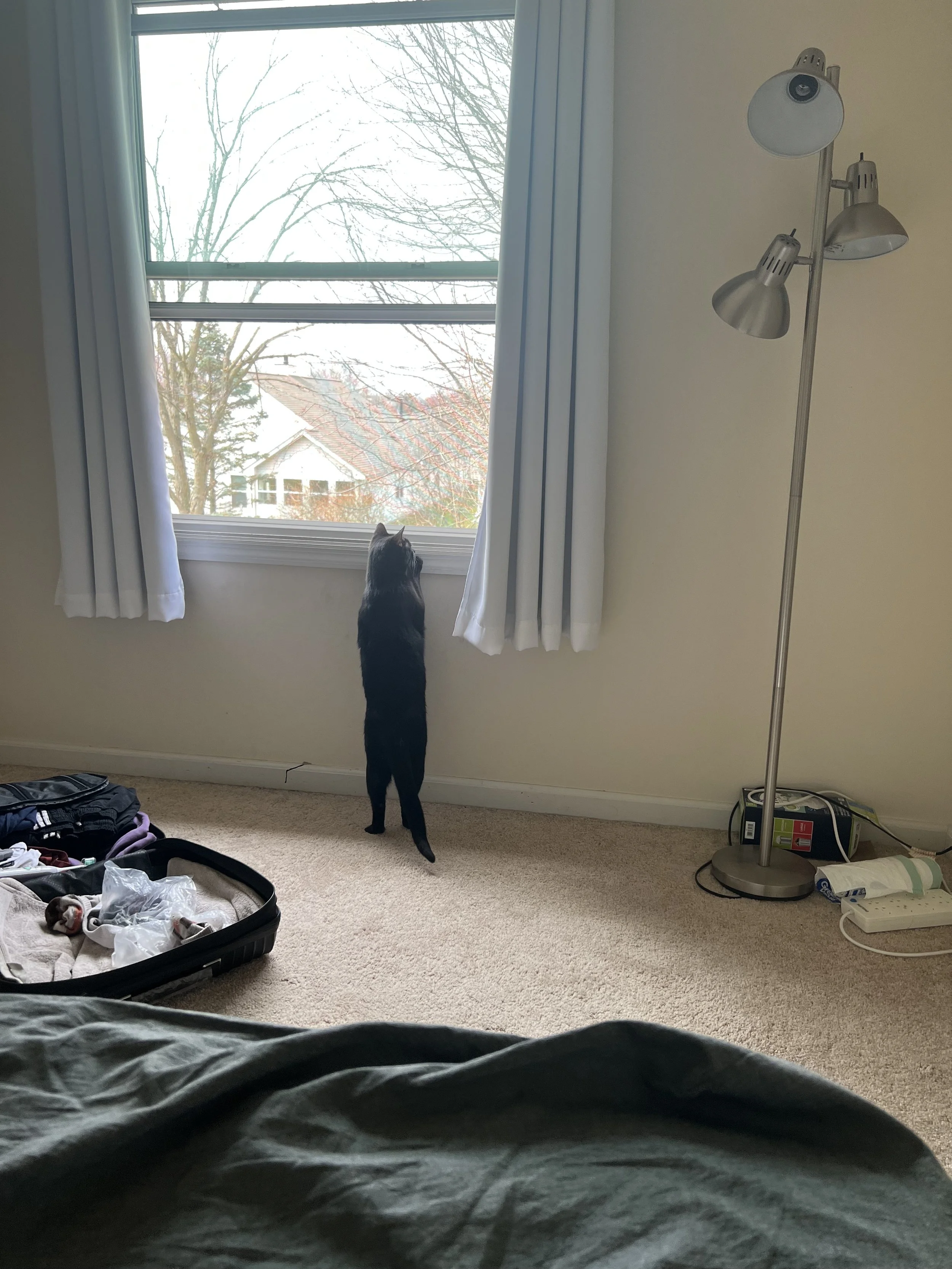 A black cat standing on its hind legs looking out of a large window with white curtains, outside trees and rooftops are visible, inside a room with beige walls and carpet, cluttered with a pile of clothes and an open suitcase in the foreground, and a