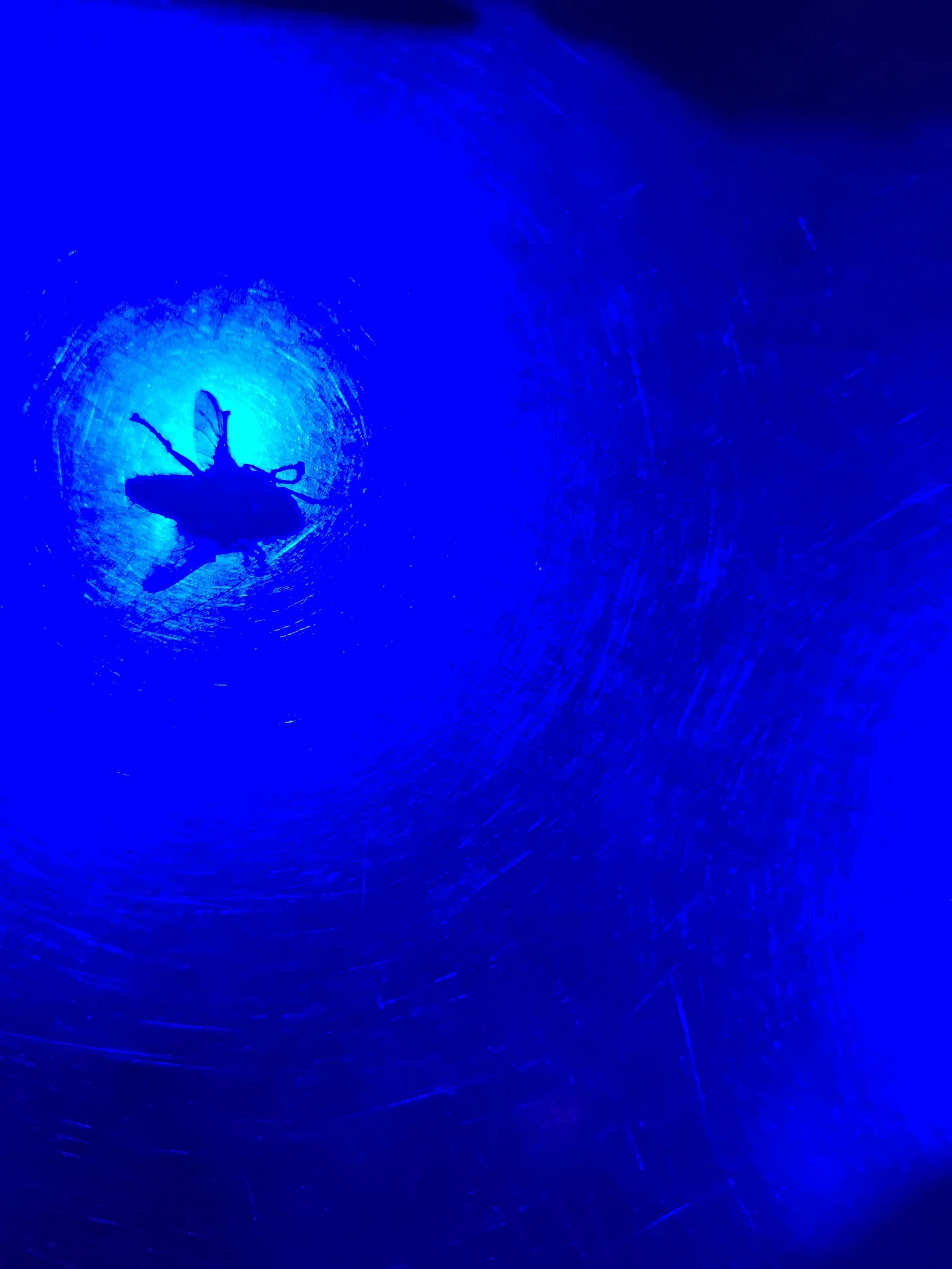 Silhouette of a spider inside a circular tunnel illuminated by blue light.