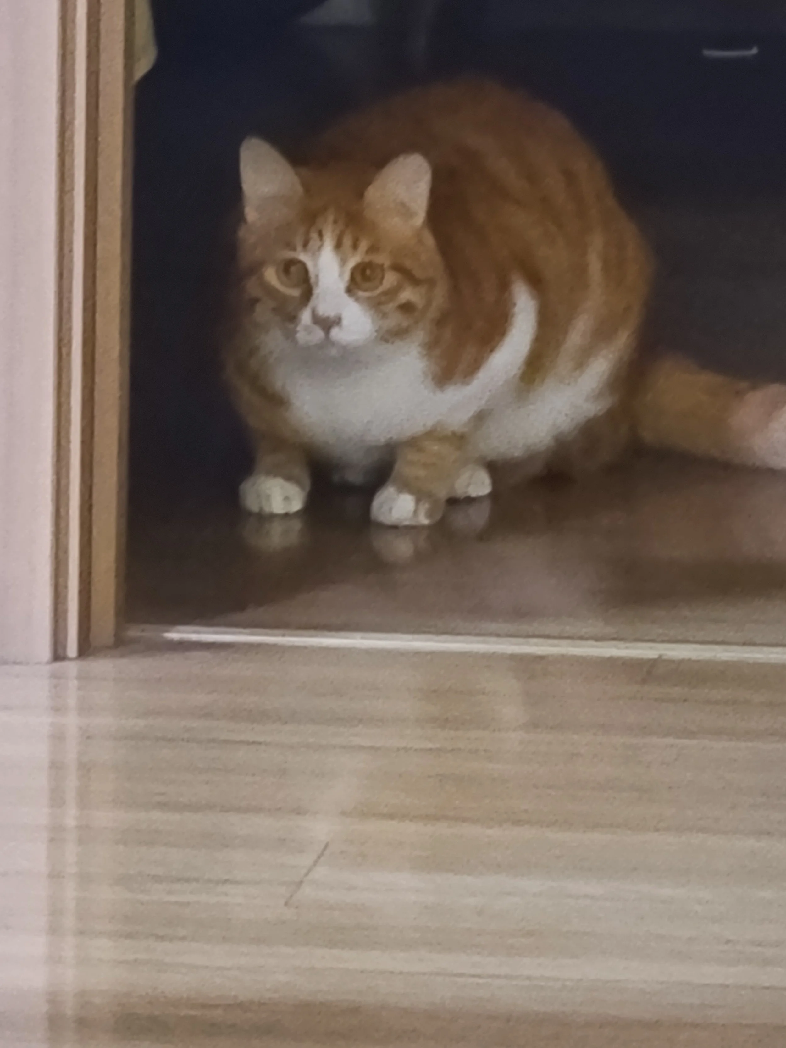 A cat with orange and white fur crouching under a piece of furniture, looking forward.