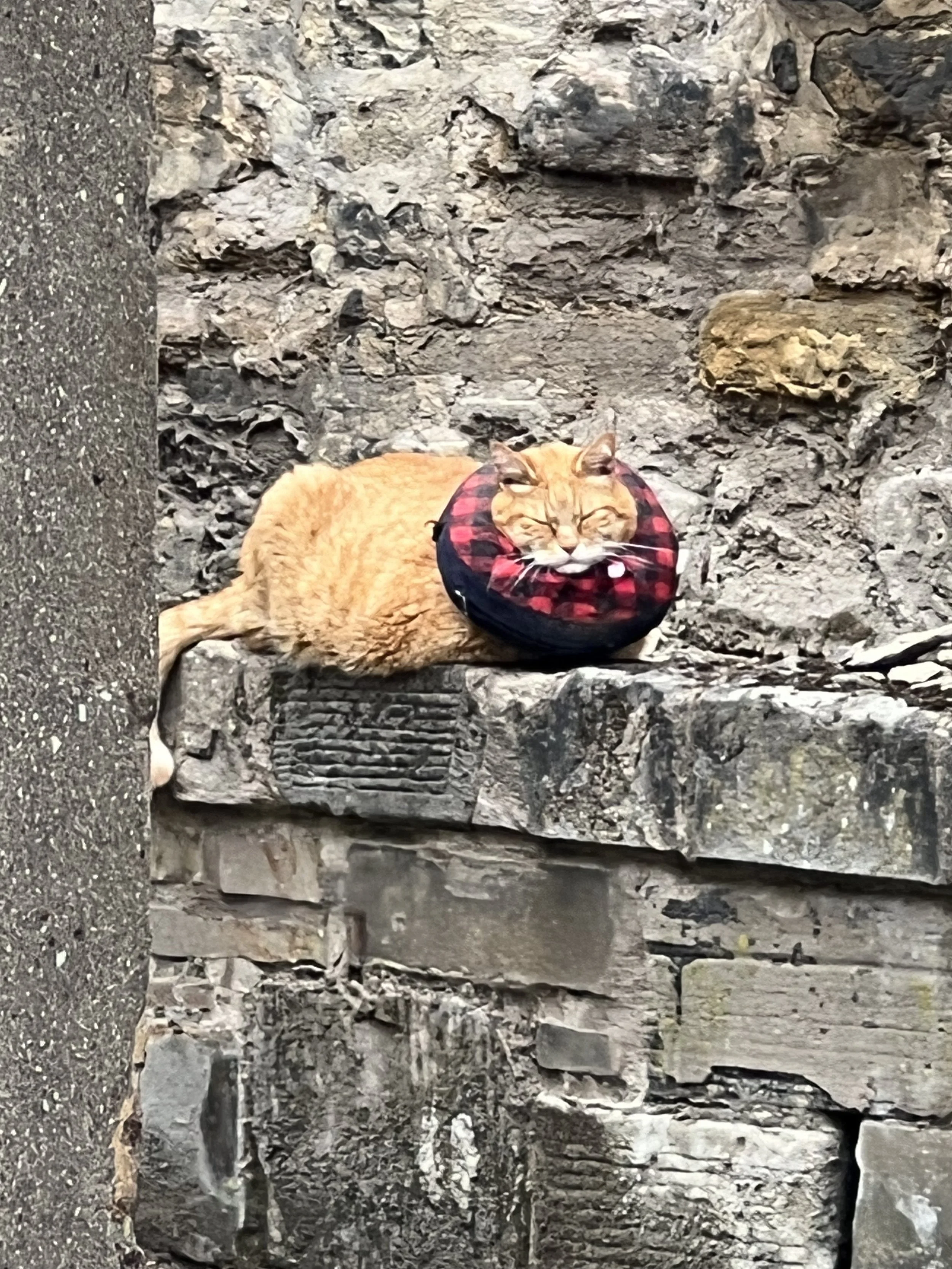 A ginger tabby cat lying on the ground with a red and black plaid fabric around its neck, in front of a stone wall and an underground drain grate.