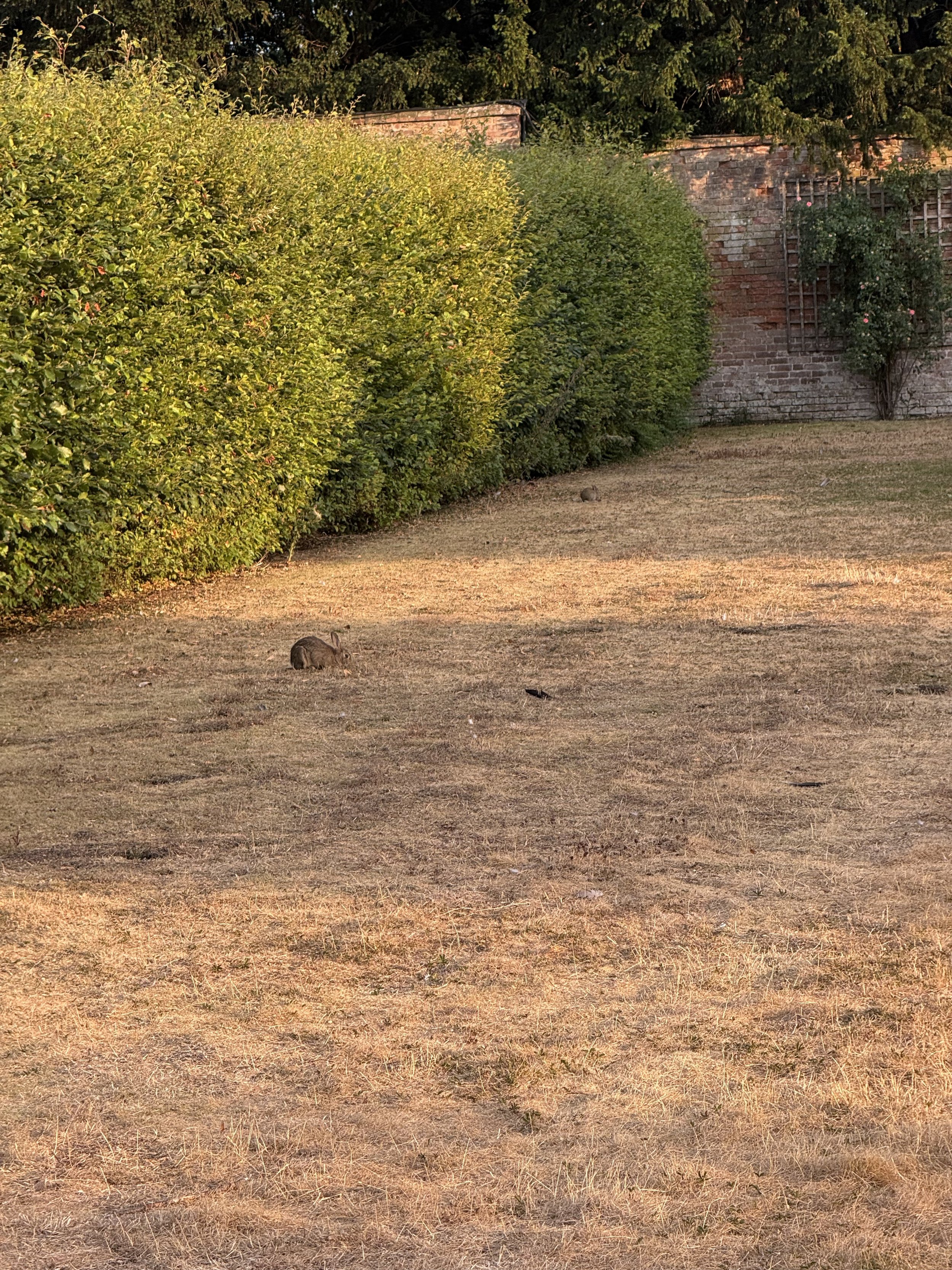 A dry, grassy open area with two rabbits near the center, a large green bush on the left, and a brick wall with a climbing plant on the right in the background.