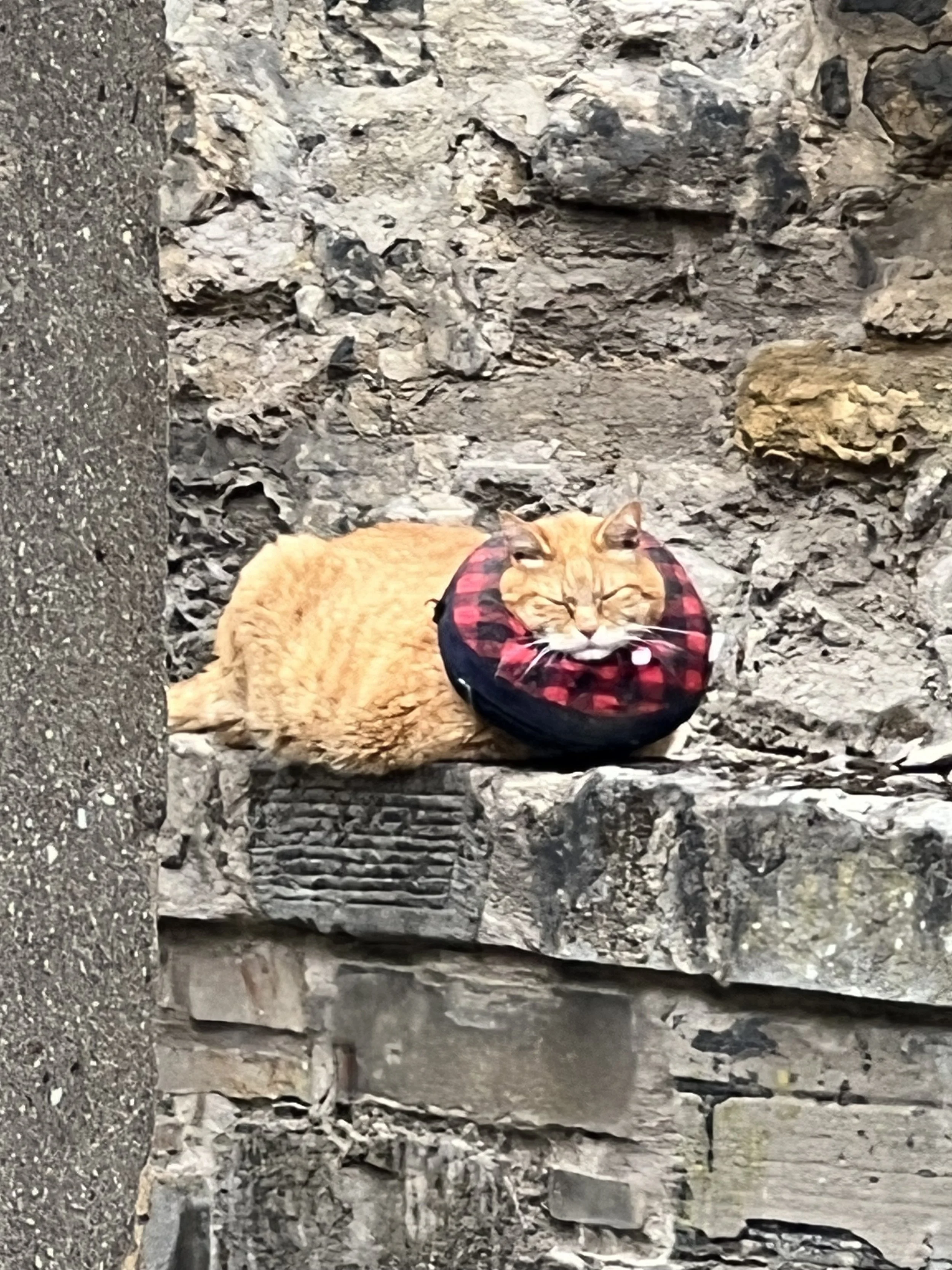A cat lying down on a rocky surface next to a small ball that has red and black checkered pattern. The cat has orange fur and is resting with eyes partially closed.