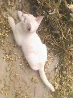 White cat lying on the ground among dried leaves and dirt.