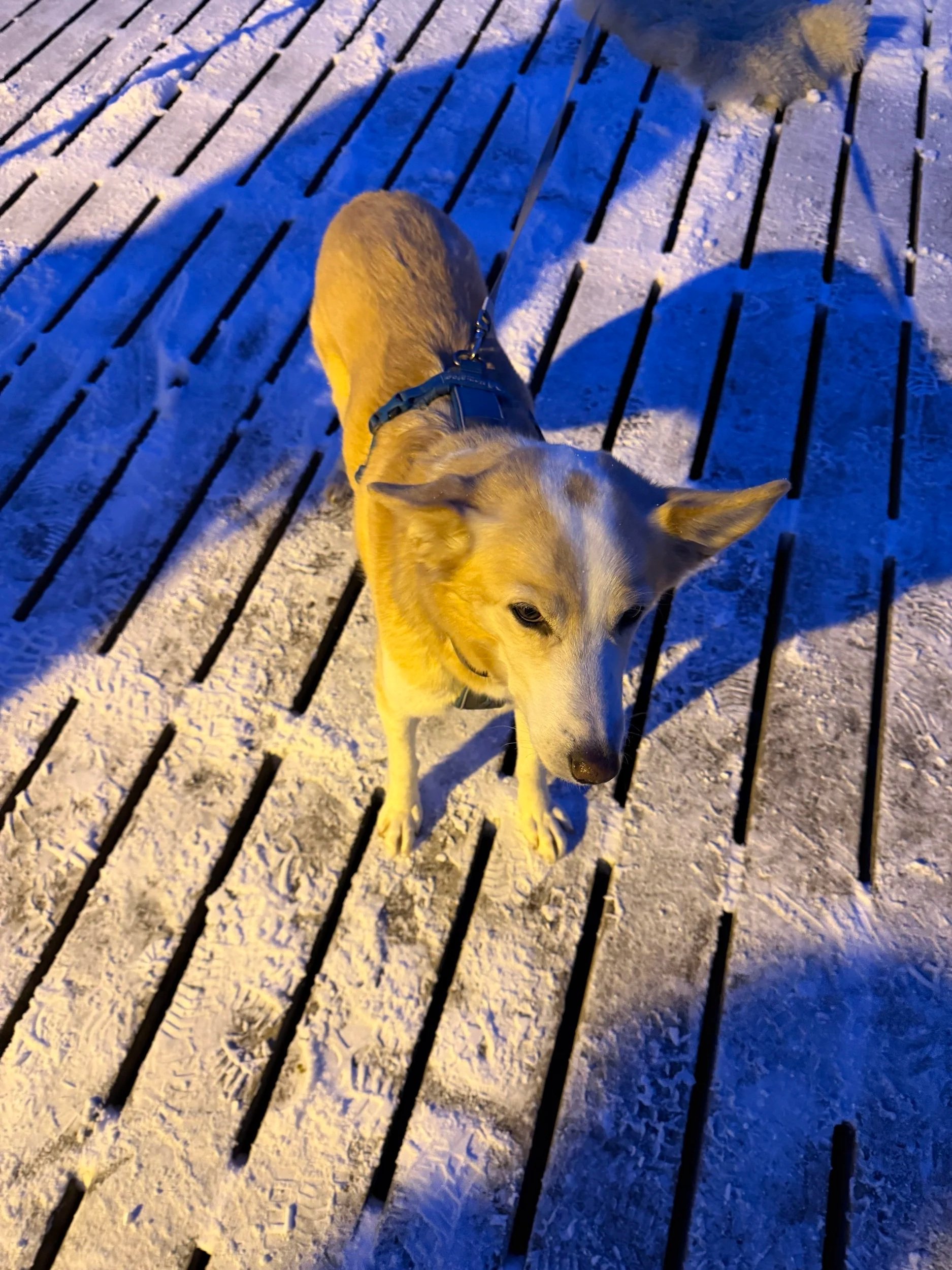 A dog with light fur on a snow-covered wooden deck at night, wearing a harness and leash, with the shadows of nearby objects cast on the snow.