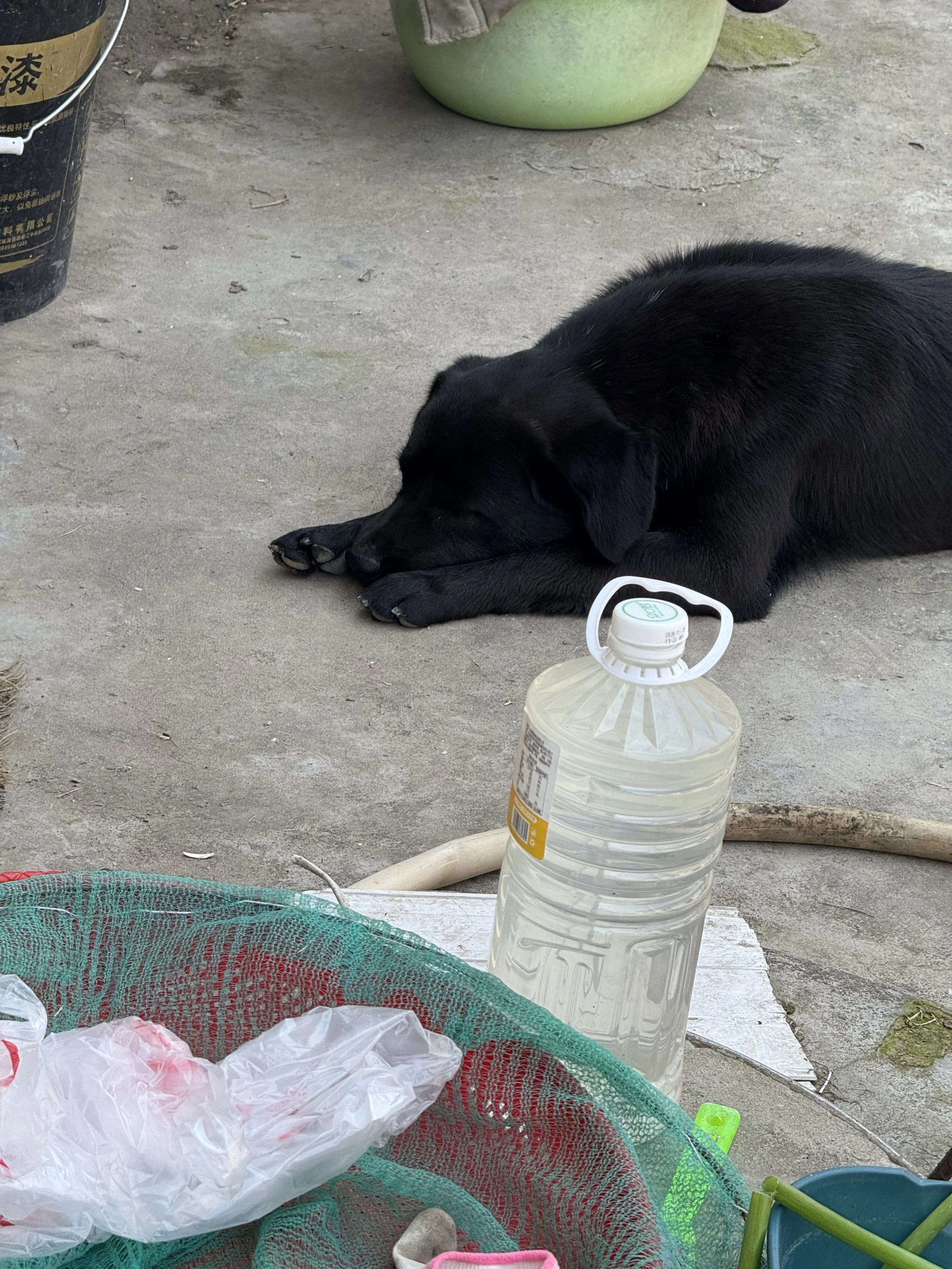 A black dog lying on a concrete surface near various objects, including a large plastic water jug, a green plastic bucket, a black bucket with Chinese writing, some scattered plastic bags, a green net, and a blue container. The dog is resting with it