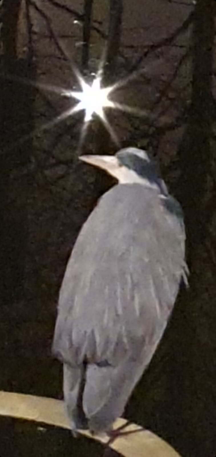 A bird perched on a branch at night, with a bright star-like light shining in the background.