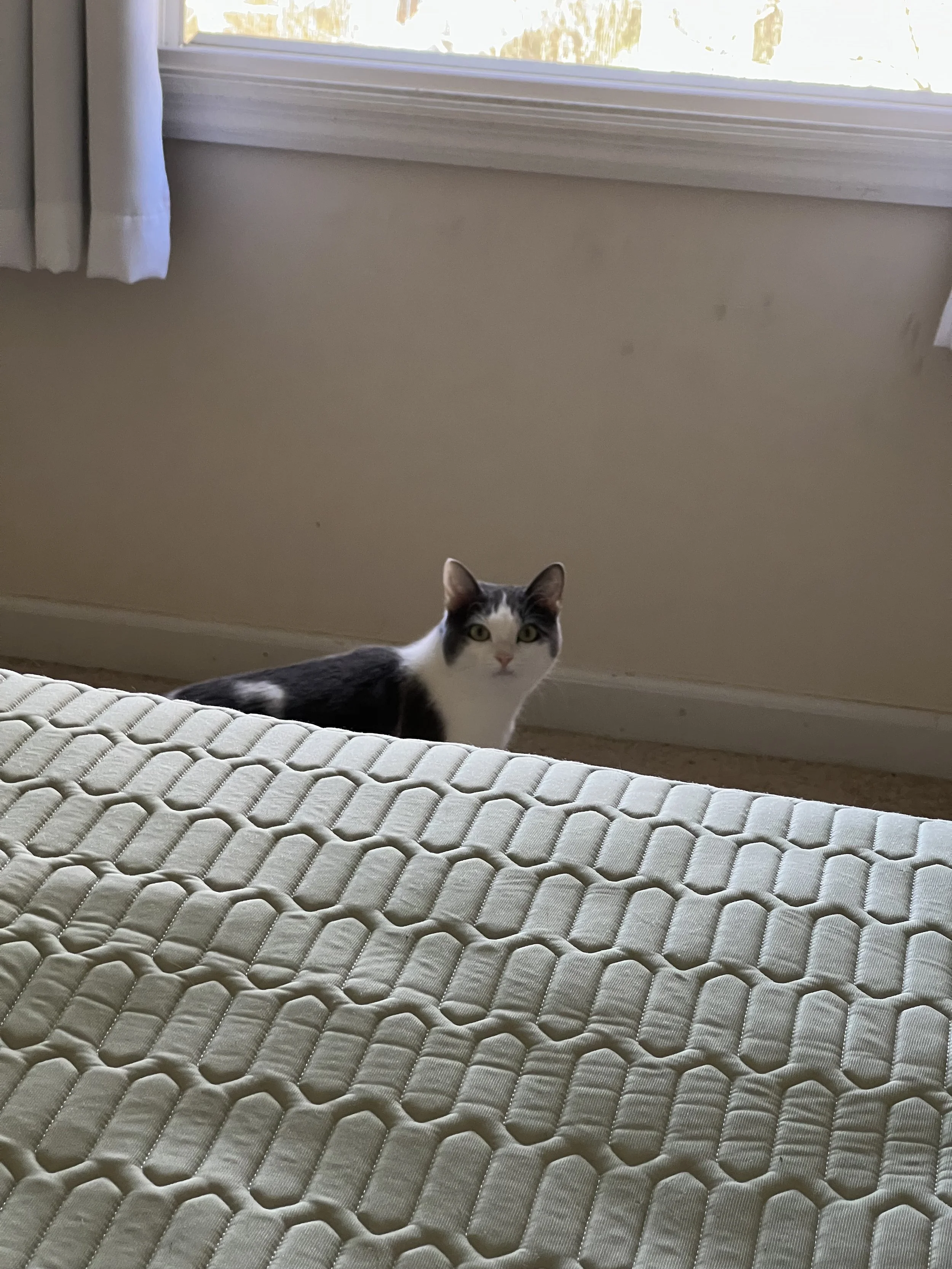 A black and white cat lying on a mattress near a window with beige curtains, with sunlight coming through.