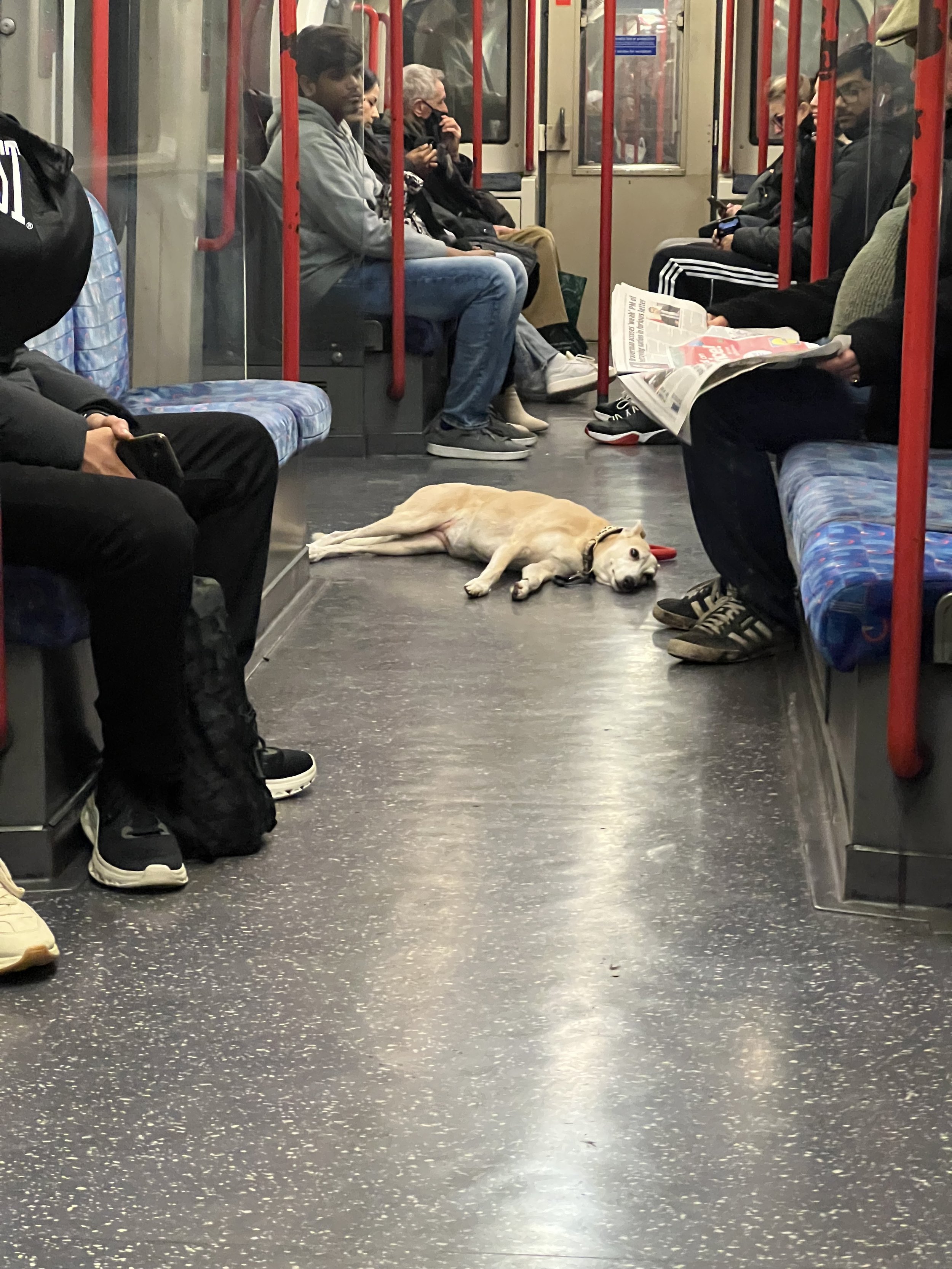 Inside a subway train, a yellow dog is lying on the floor near the center with a red object near its head. Several passengers are seated, some looking at their phones, reading, or looking away. The seats are patterned blue, purple, and gray, and the 