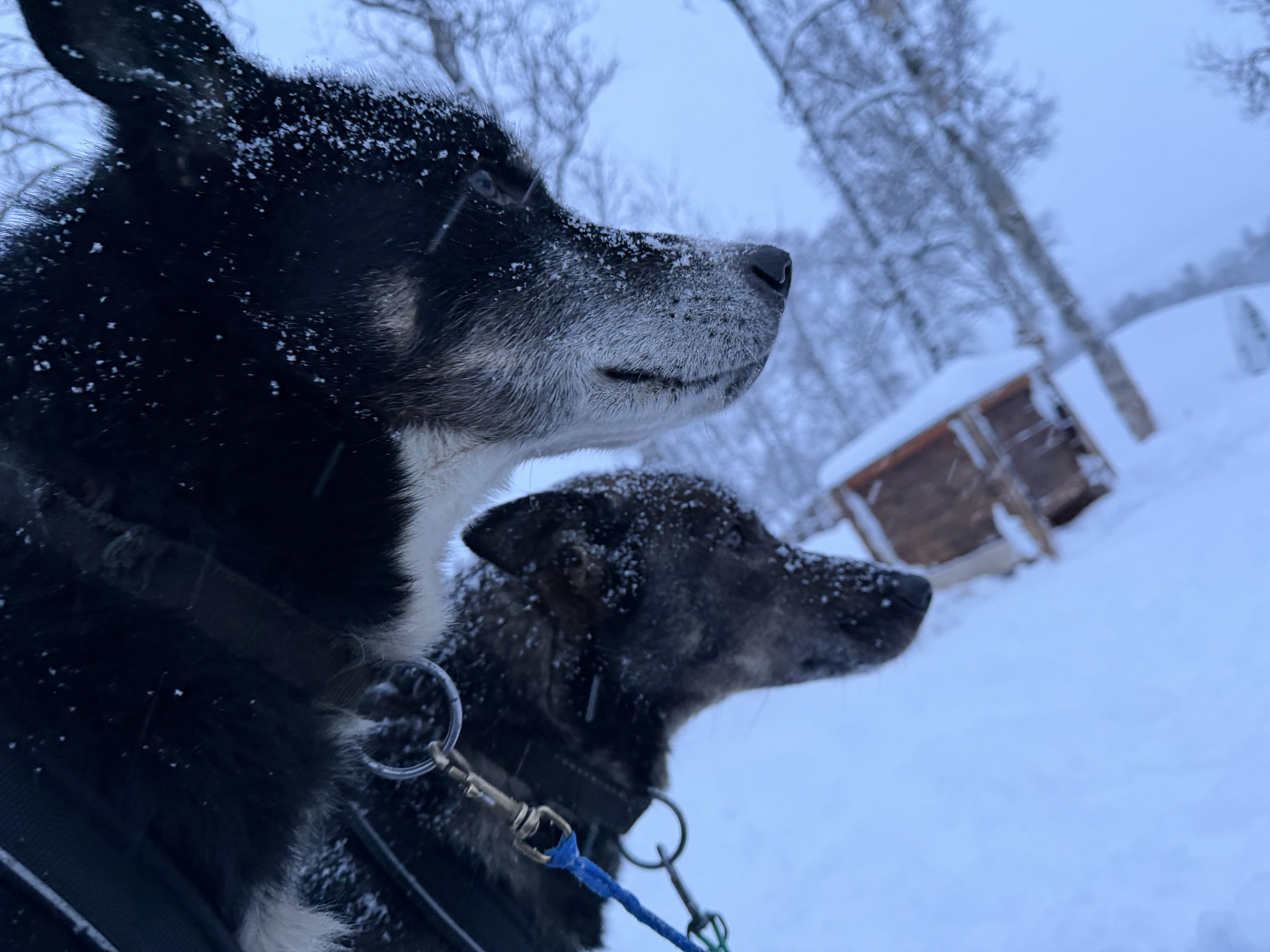 Close-up of a black and white dog with snow on its face, outdoors in a snowy landscape with trees and a house in the background.
