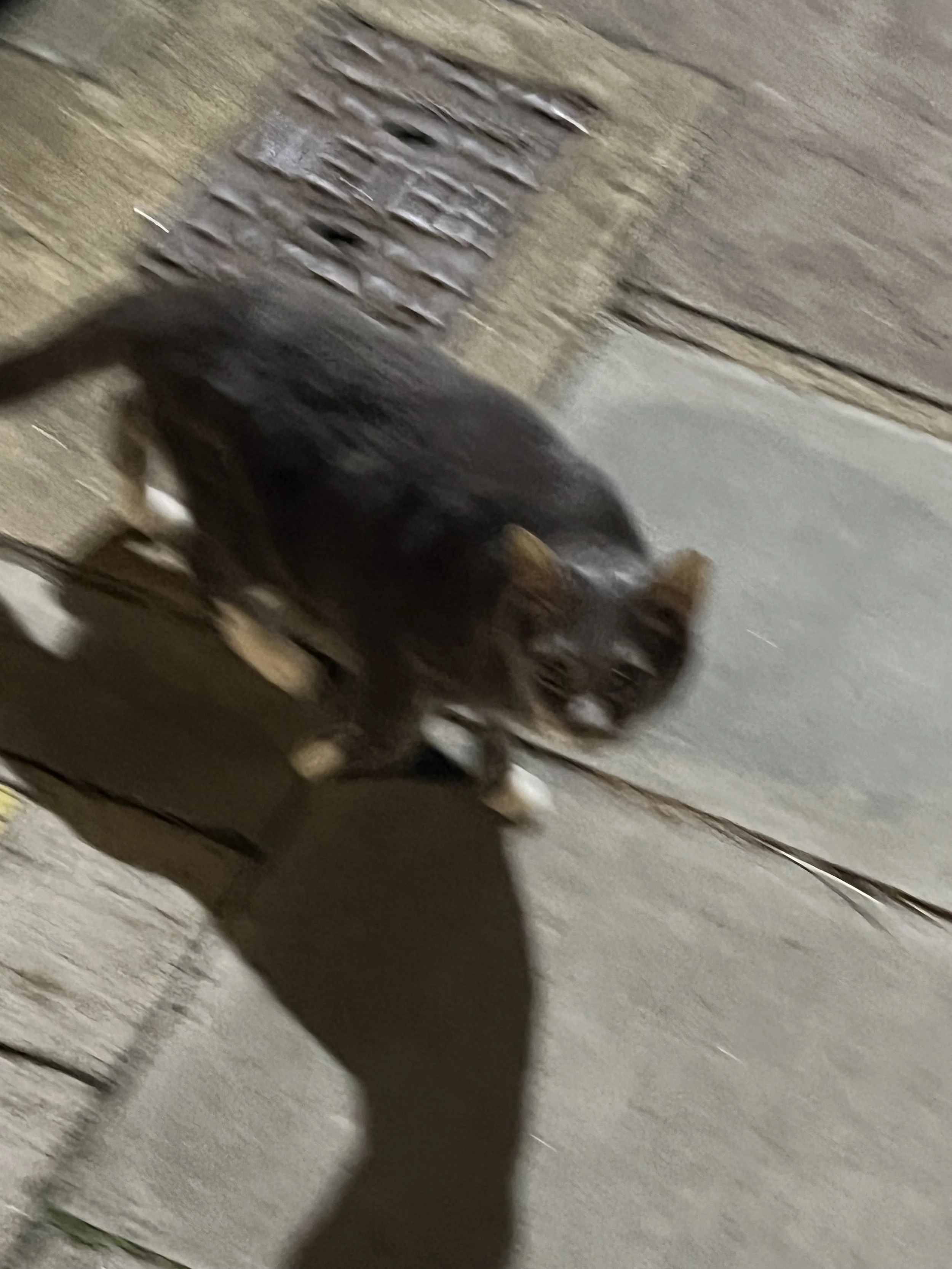 A black dog with brown paws and a white chest standing on a concrete surface next to a wooden wall.