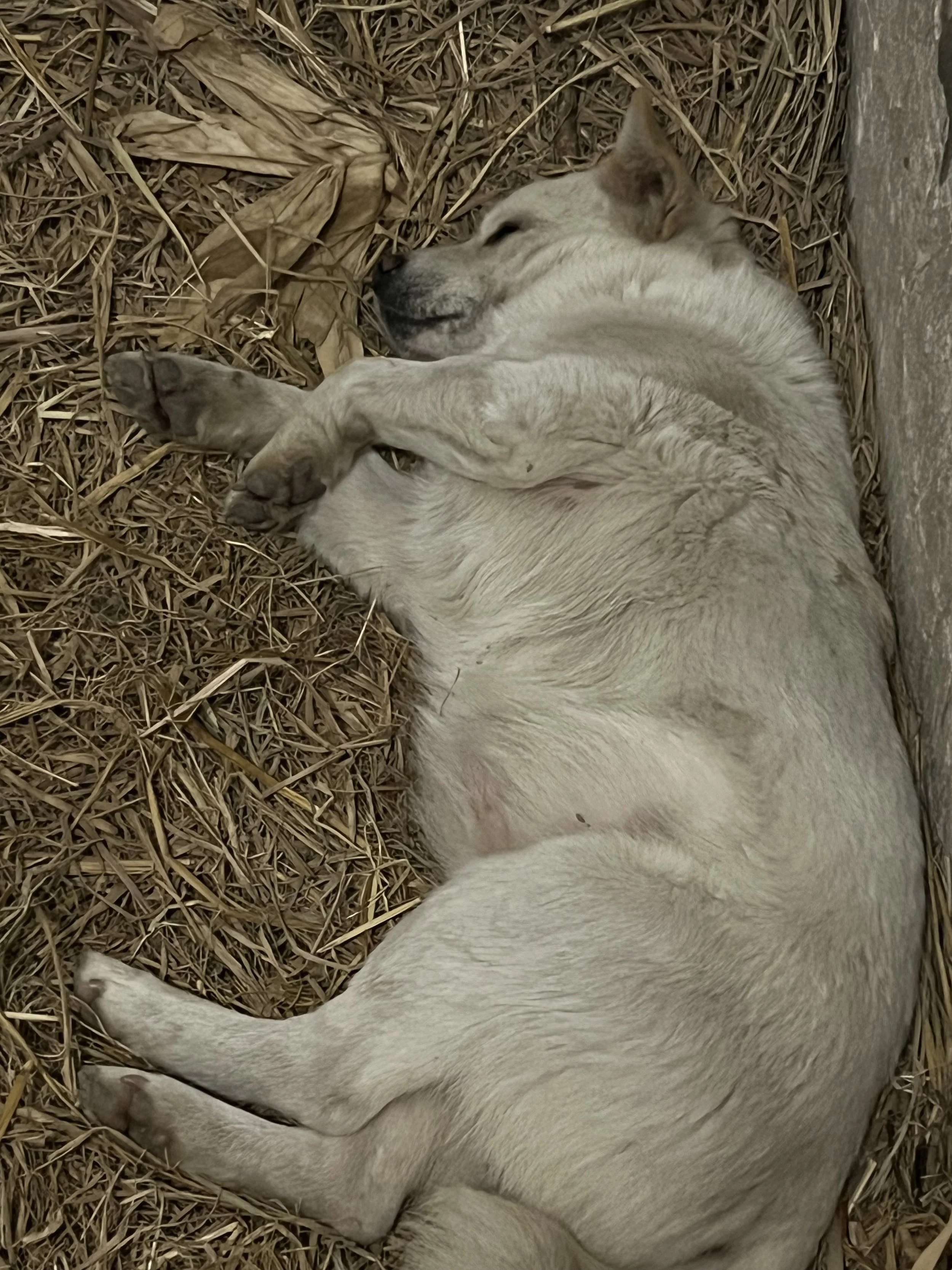 A light-colored dog and a small puppy sleeping on a bed of dry leaves and straw.