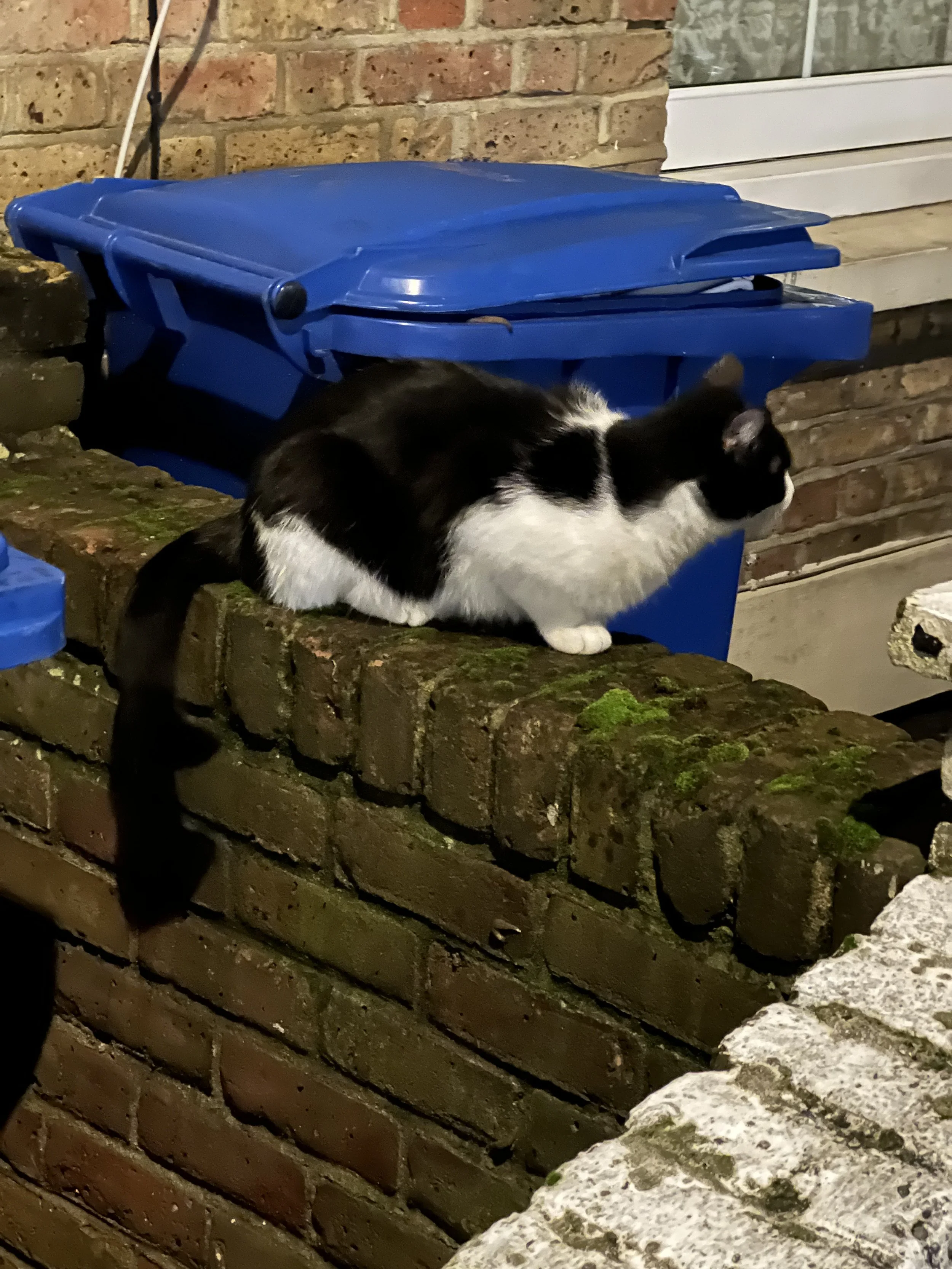 A black and white cat with a tuxedo pattern sitting on a moss-covered brick wall next to a blue trash bin, in front of a brick wall with a window.