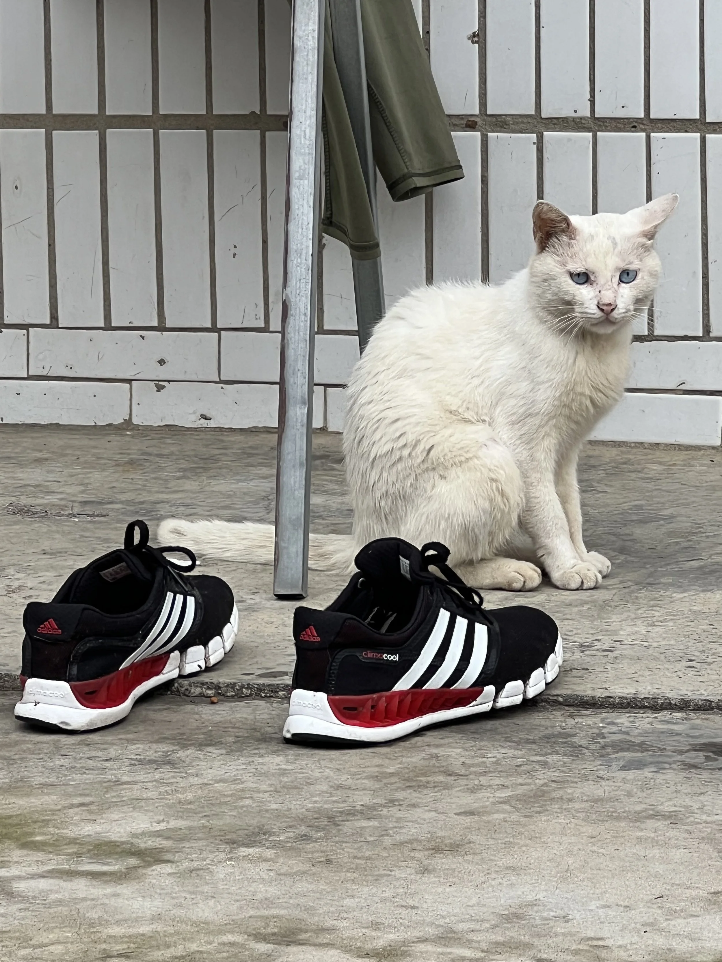 A pair of black and red Adidas running shoes with white soles are placed on concrete ground. In the background, there is a white cat with blue eyes sitting near a metal and wood structure, with a pair of green pants hanging on the side against a tile