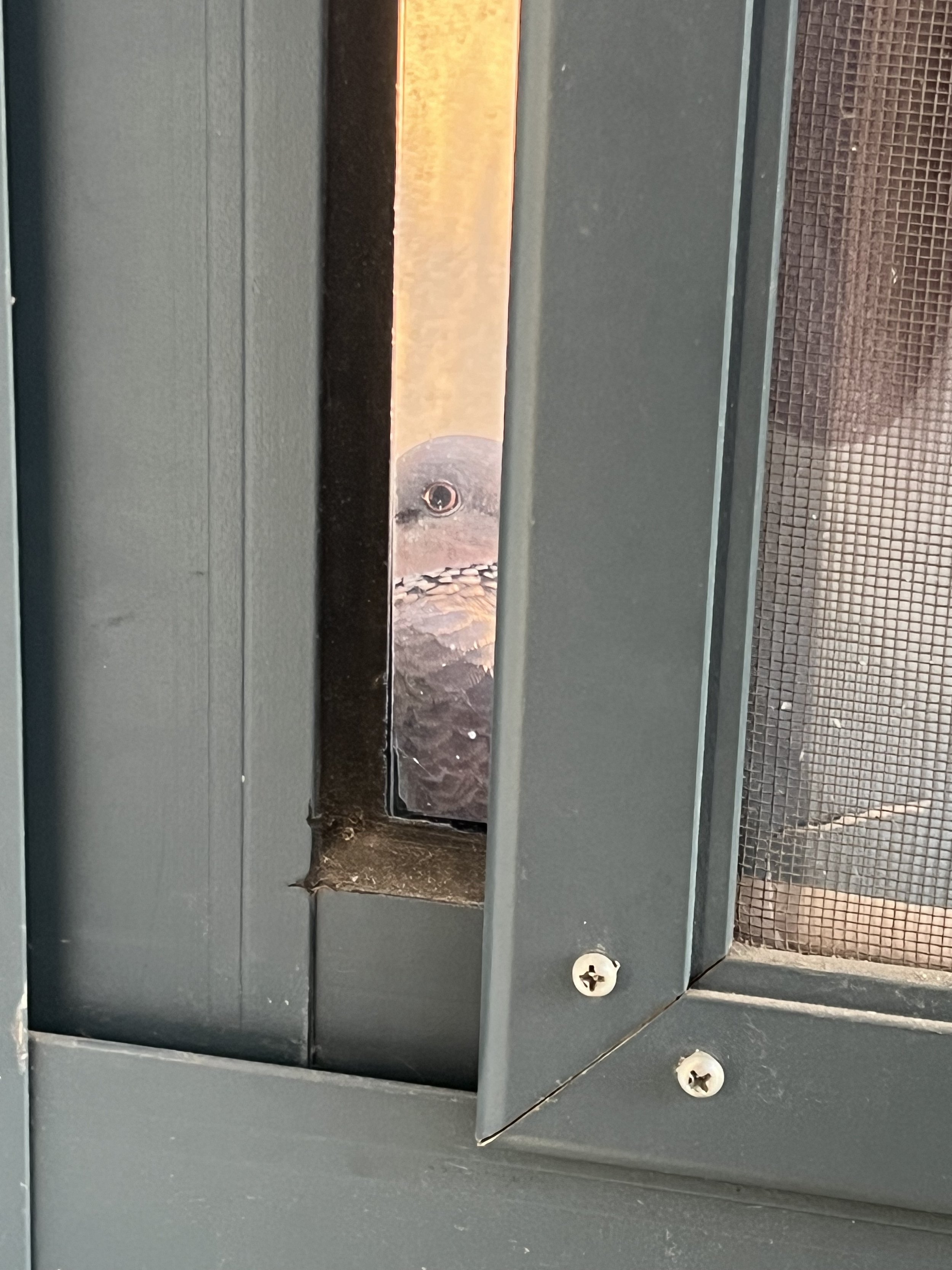 Close-up of an outdoor metal ventilation cover with a small opening revealing a water fountain behind it, and two screw heads at the bottom.