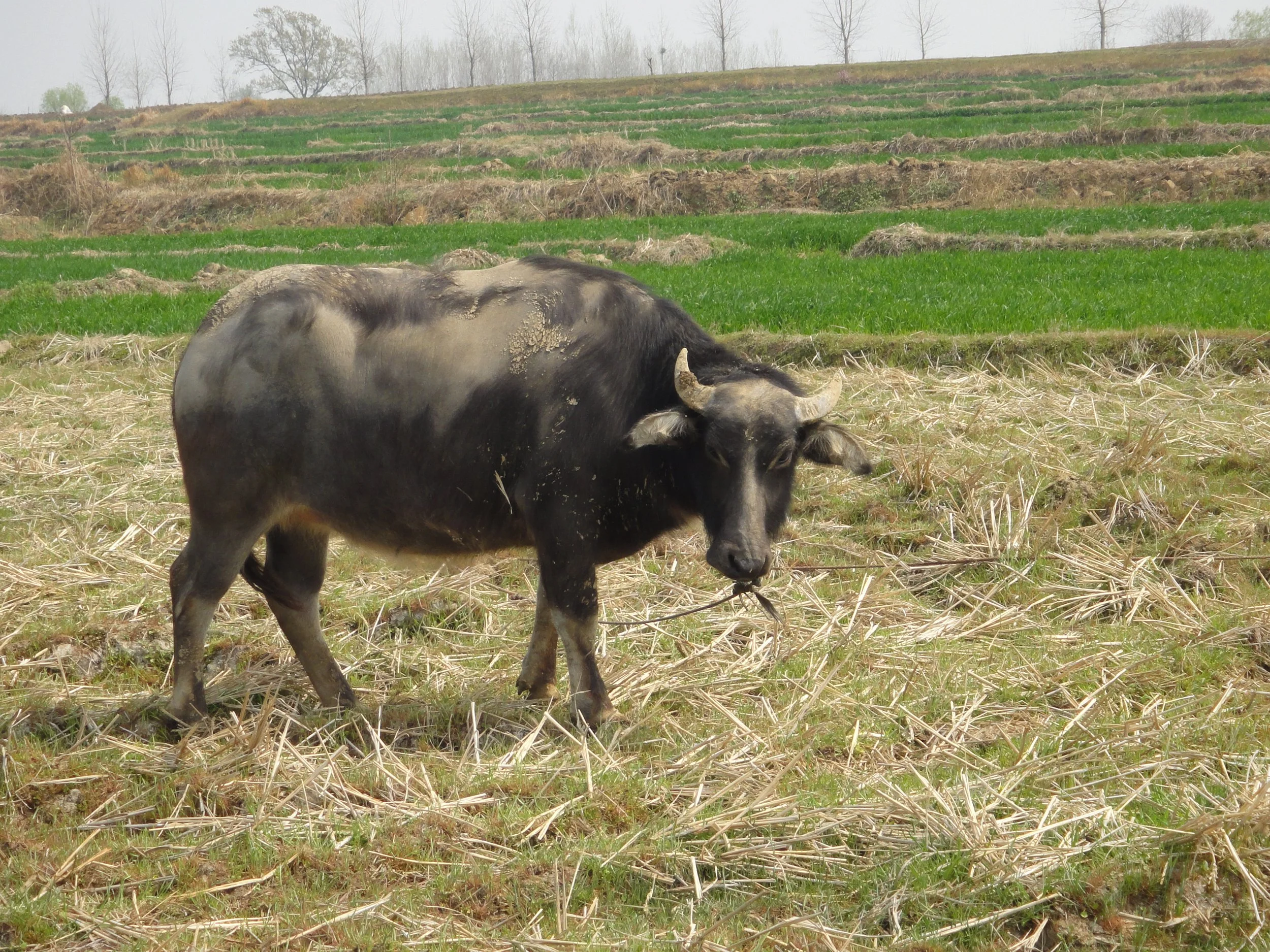 A buffalo resting in a field of dry grass with green terraced farmland and leafless trees in the background.
